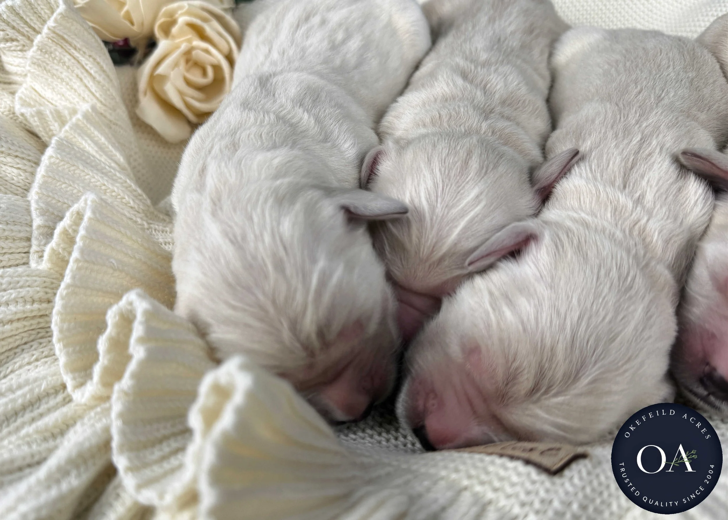 Cream-Kateryna-Female-English-Teddy-Bear-Goldendoodle-Puppies-For-Sale-Okefeild-Acres-Missouri-4.jpg (Copy) (Copy) (Copy) (Copy)