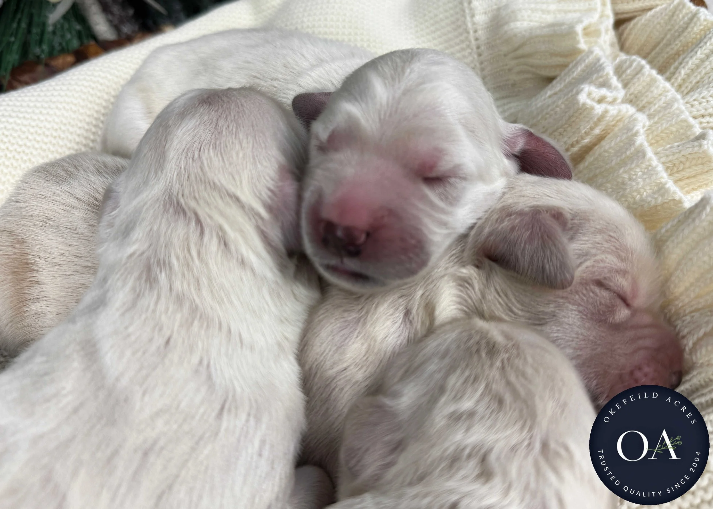 Cream-Kateryna-Male-English-Teddy-Bear-Goldendoodle-Puppies-For-Sale-Okefeild-Acres-Missouri-2.jpg (Copy) (Copy) (Copy) (Copy)