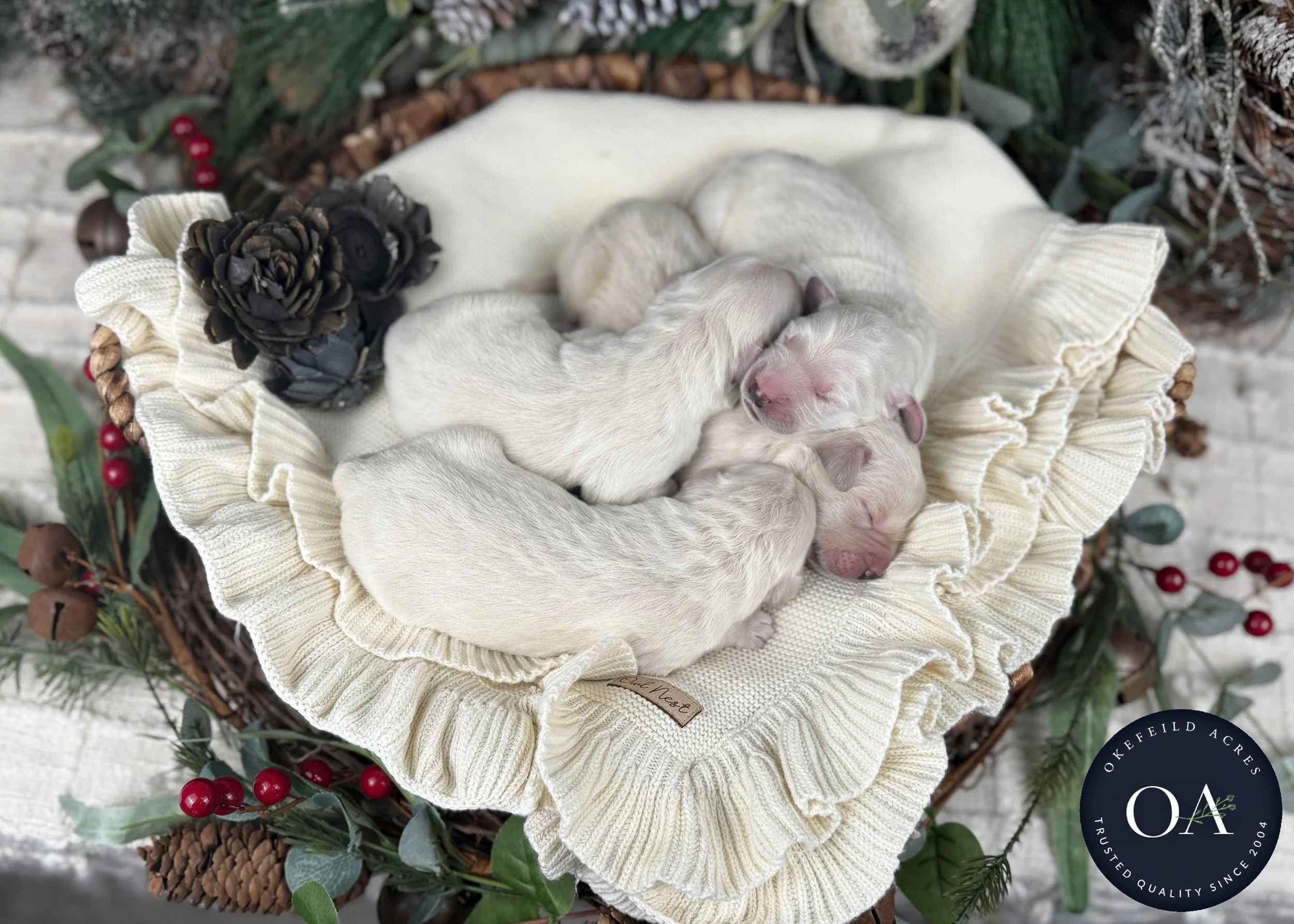 Cream-Kateryna-Male-English-Teddy-Bear-Goldendoodle-Puppies-For-Sale-Okefeild-Acres-Missouri-1.jpg (Copy) (Copy) (Copy) (Copy)