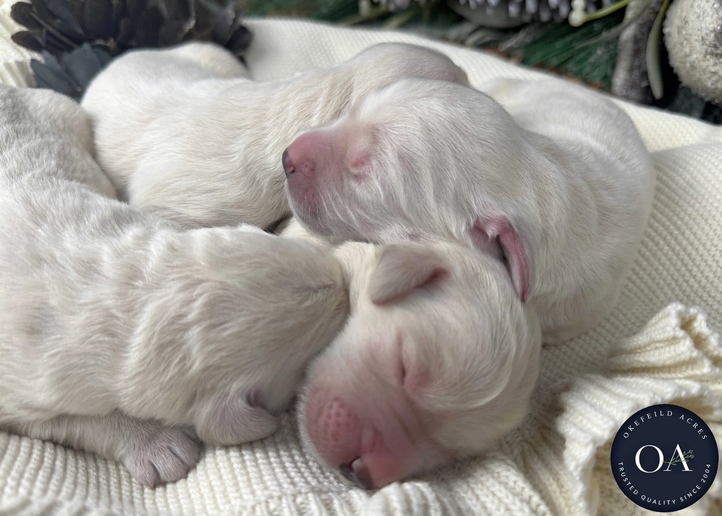 Cream-Kateryna-Male-English-Teddy-Bear-Goldendoodle-Puppies-For-Sale-Okefeild-Acres-Missouri-3.jpg (Copy) (Copy) (Copy) (Copy)