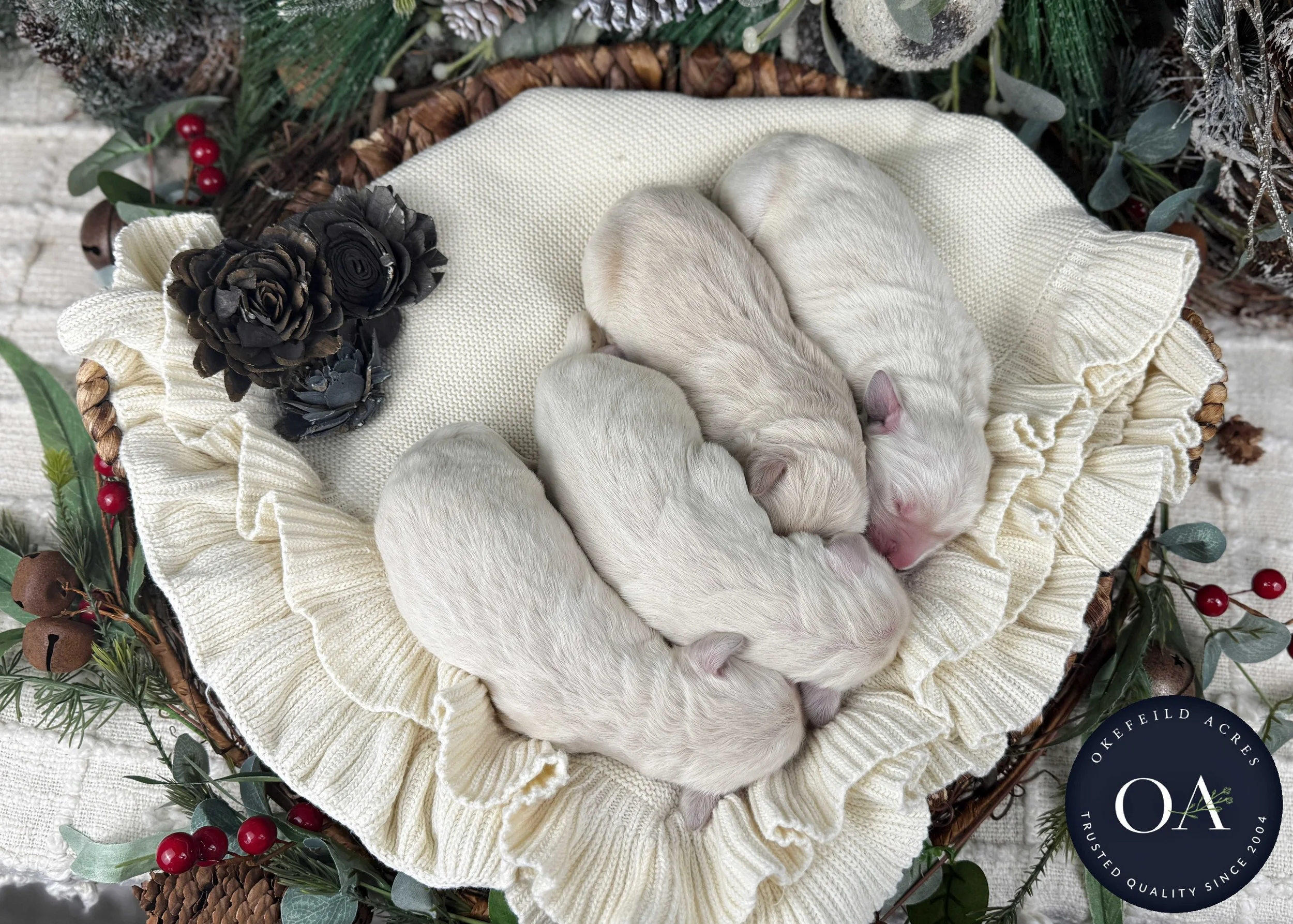 Cream-Kateryna-Male-English-Teddy-Bear-Goldendoodle-Puppies-For-Sale-Okefeild-Acres-Missouri-4.jpg (Copy) (Copy) (Copy) (Copy)