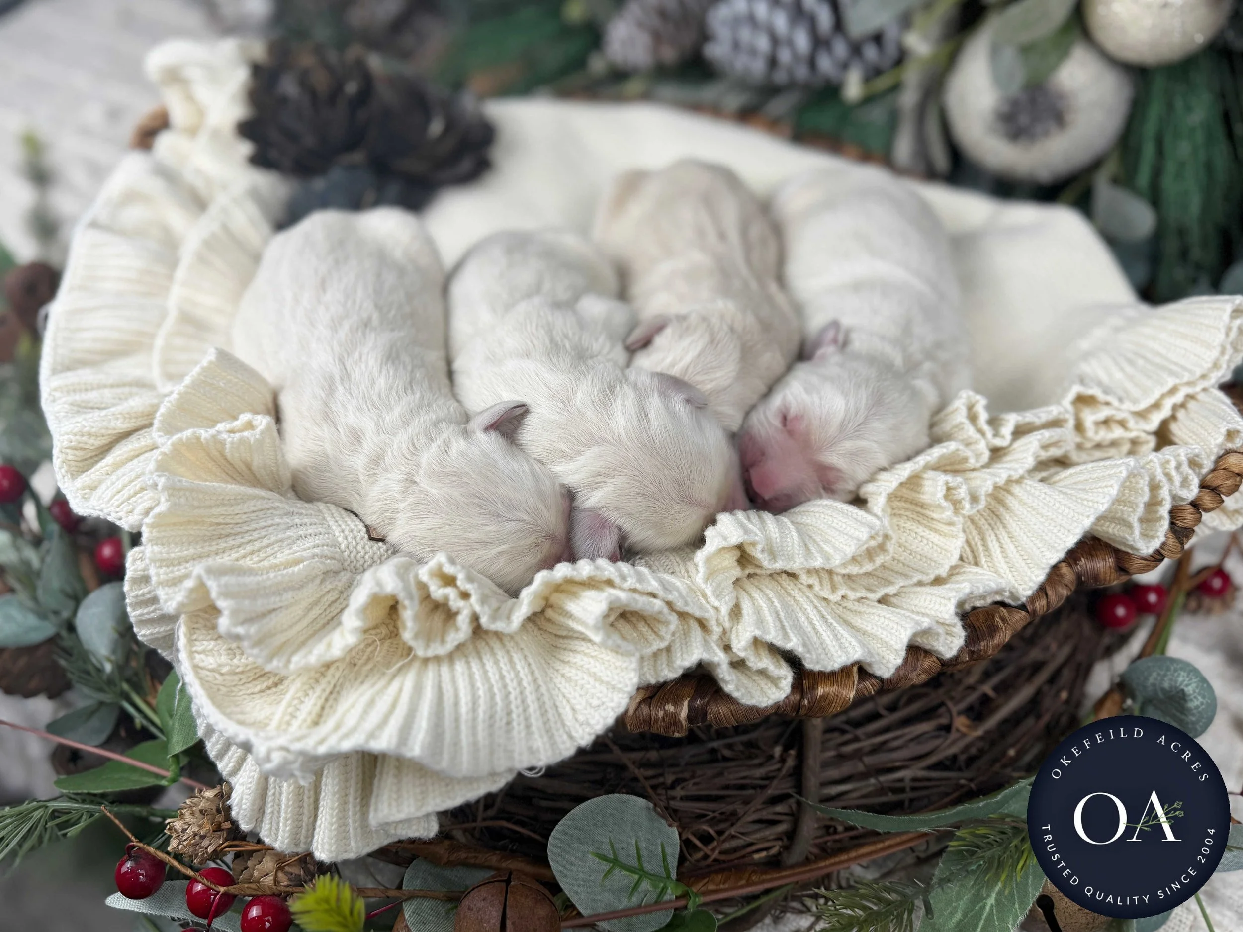 Cream-Kateryna-Male-English-Teddy-Bear-Goldendoodle-Puppies-For-Sale-Okefeild-Acres-Missouri-5.jpg (Copy) (Copy) (Copy) (Copy)