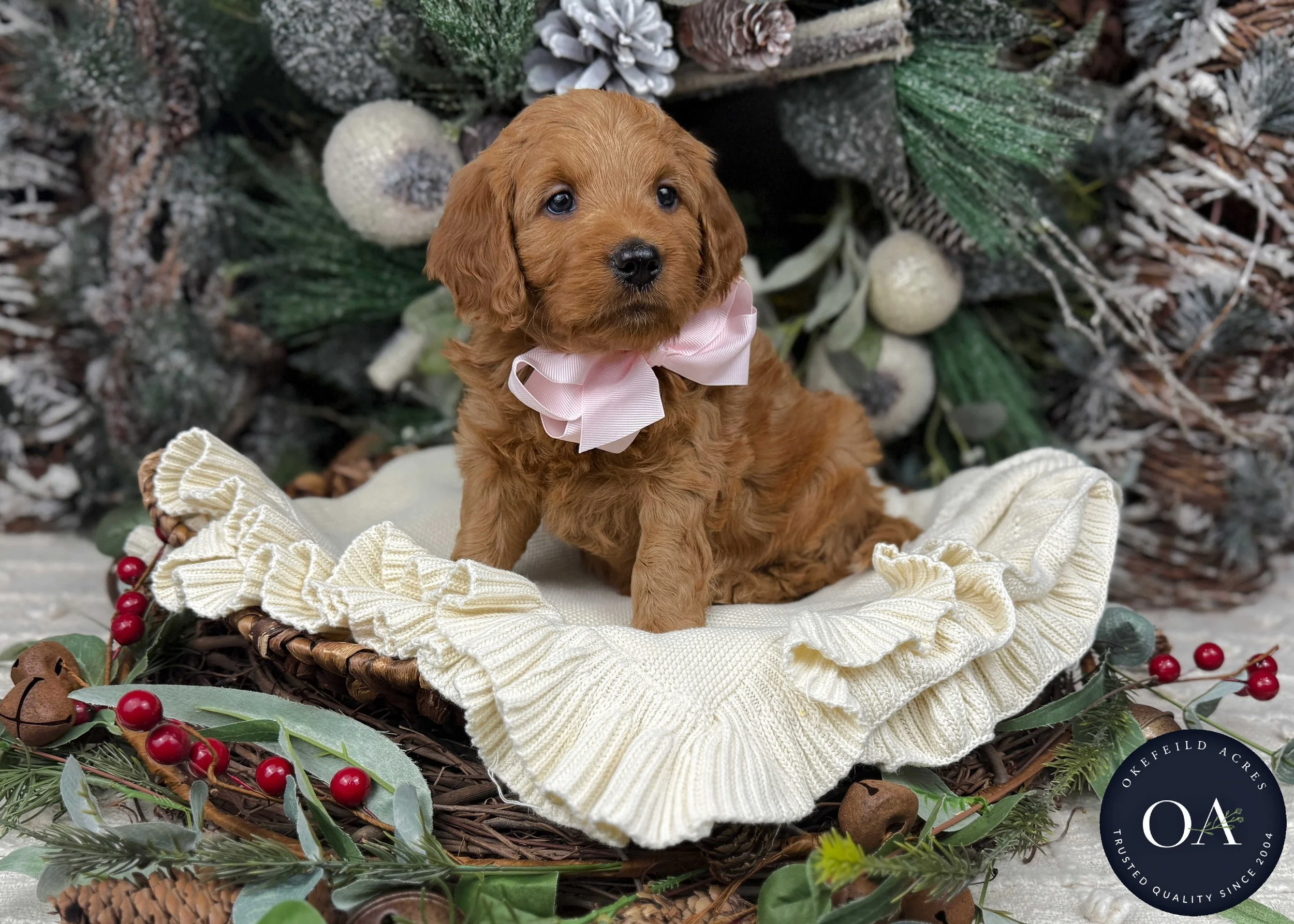 Apricot-Sadie-F1b-Mini-English-Teddy-Bear-Goldendoodle-Puppies-For-Sale-Okefeild-Acres-Missouri-1.jpg