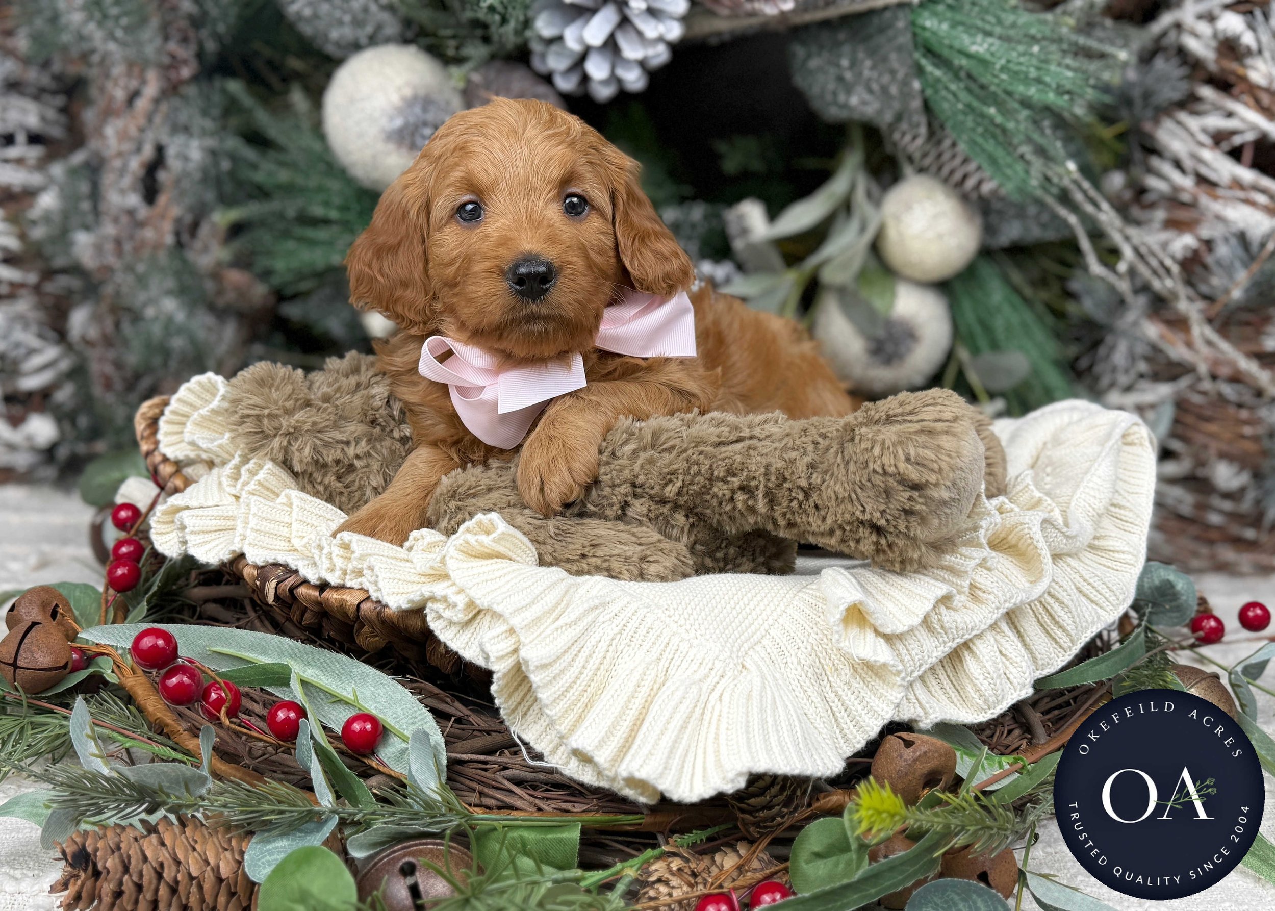 Apricot-Sadie-F1b-Mini-English-Teddy-Bear-Goldendoodle-Puppies-For-Sale-Okefeild-Acres-Missouri-3.jpg