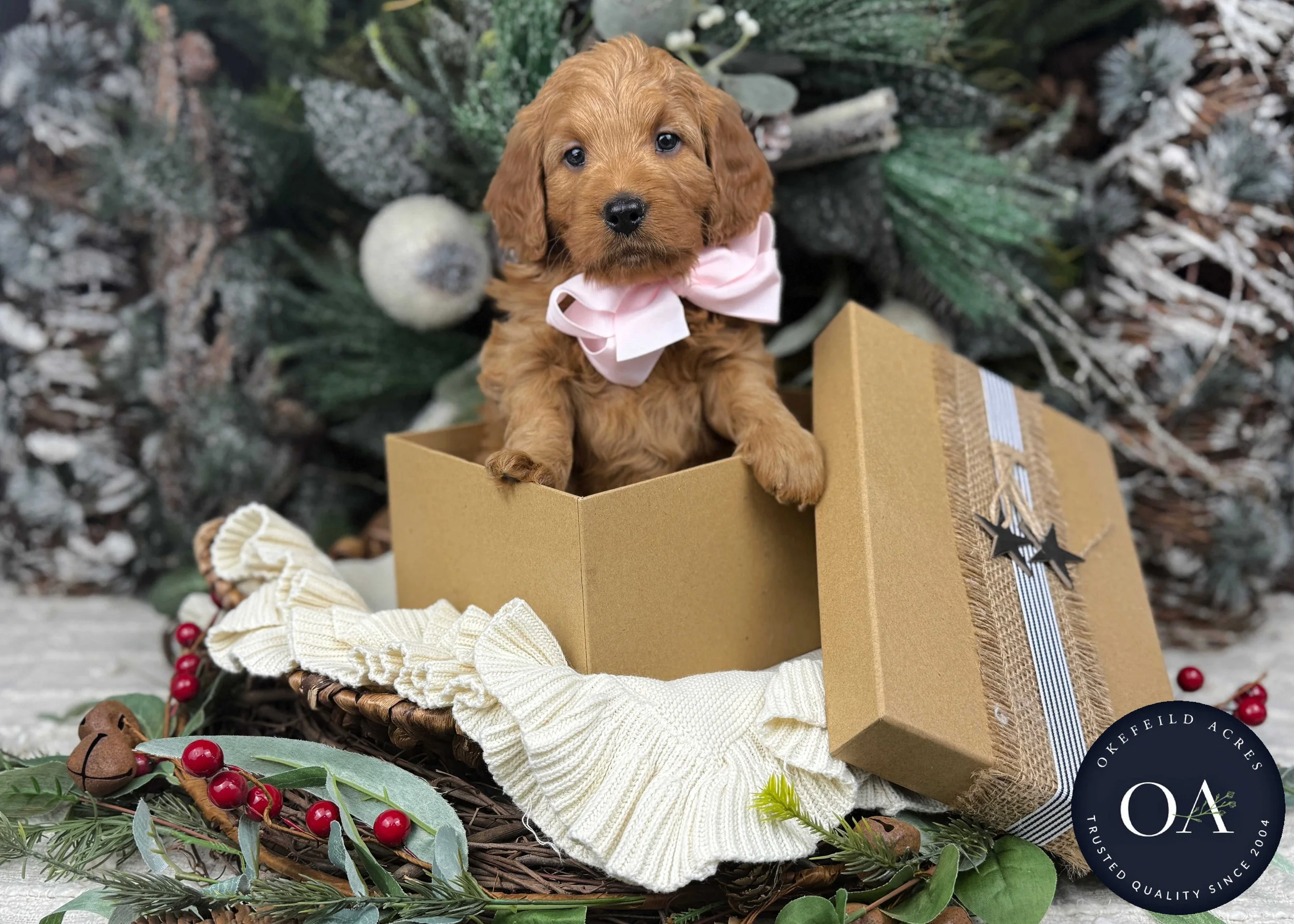 Apricot-Sadie-F1b-Mini-English-Teddy-Bear-Goldendoodle-Puppies-For-Sale-Okefeild-Acres-Missouri-4.jpg