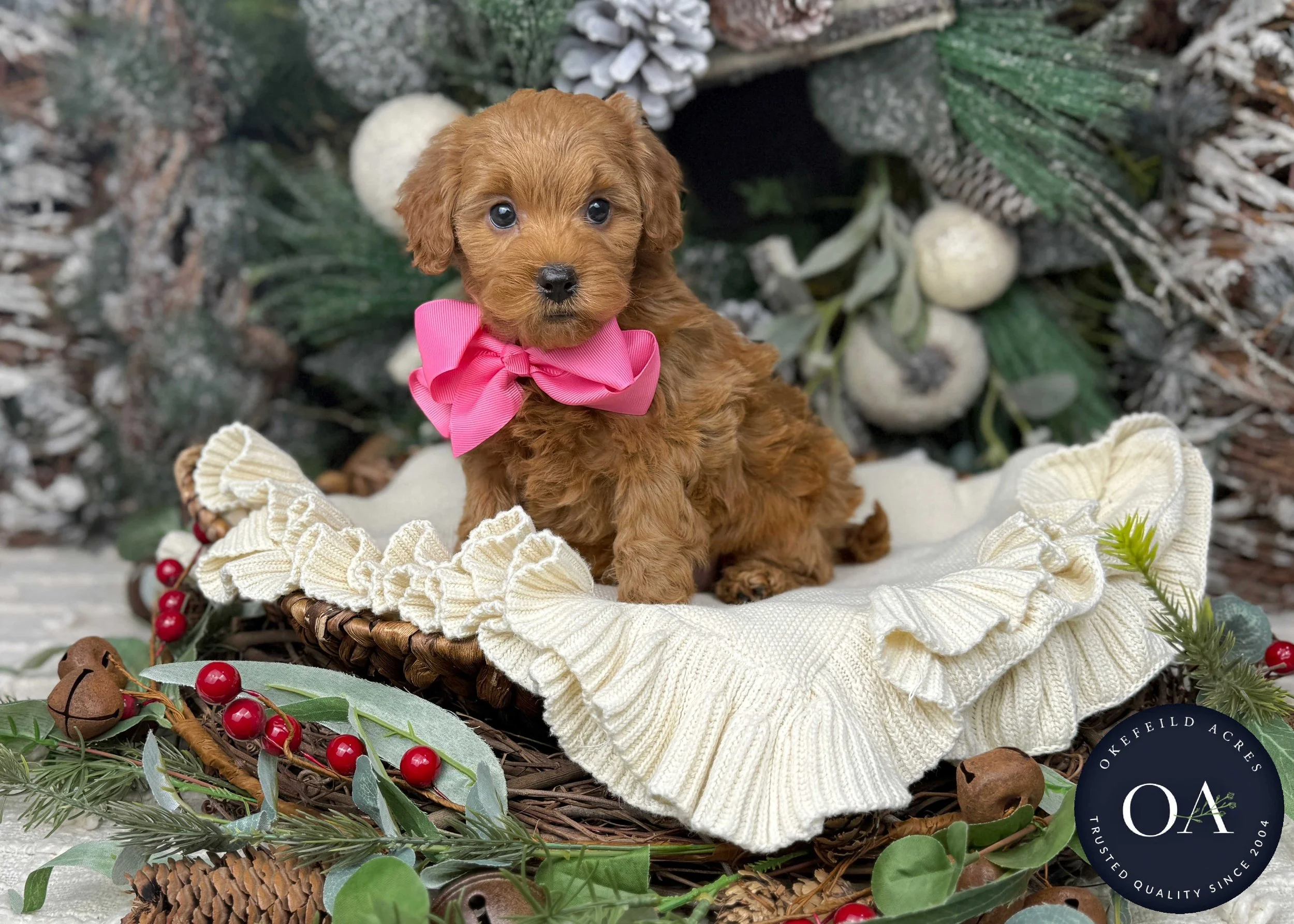 Apricot-Sascha-F1b-Mini-English-Teddy-Bear-Goldendoodle-Puppies-For-Sale-Okefeild-Acres-Missouri-1.jpg