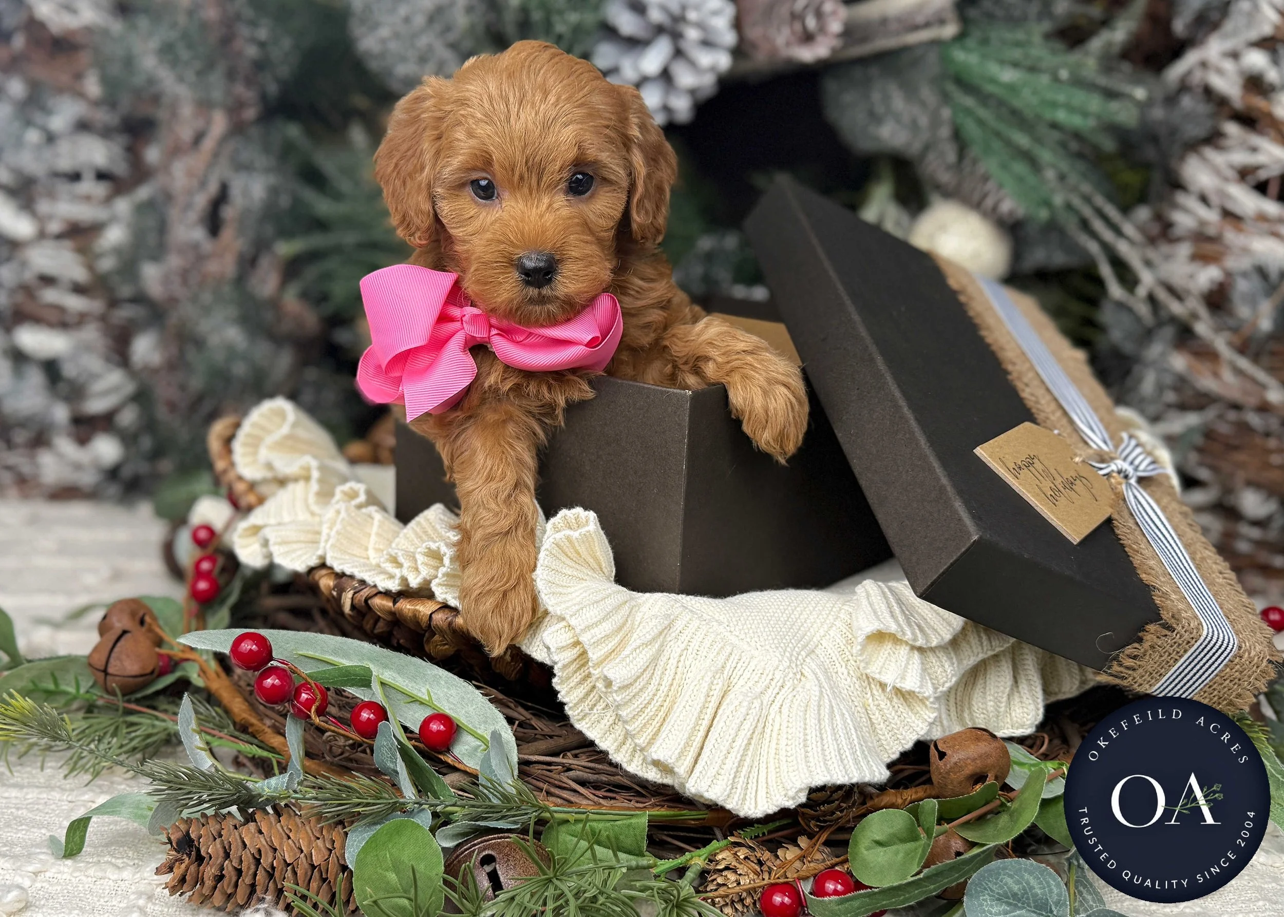 Apricot-Sascha-F1b-Mini-English-Teddy-Bear-Goldendoodle-Puppies-For-Sale-Okefeild-Acres-Missouri-3.jpg