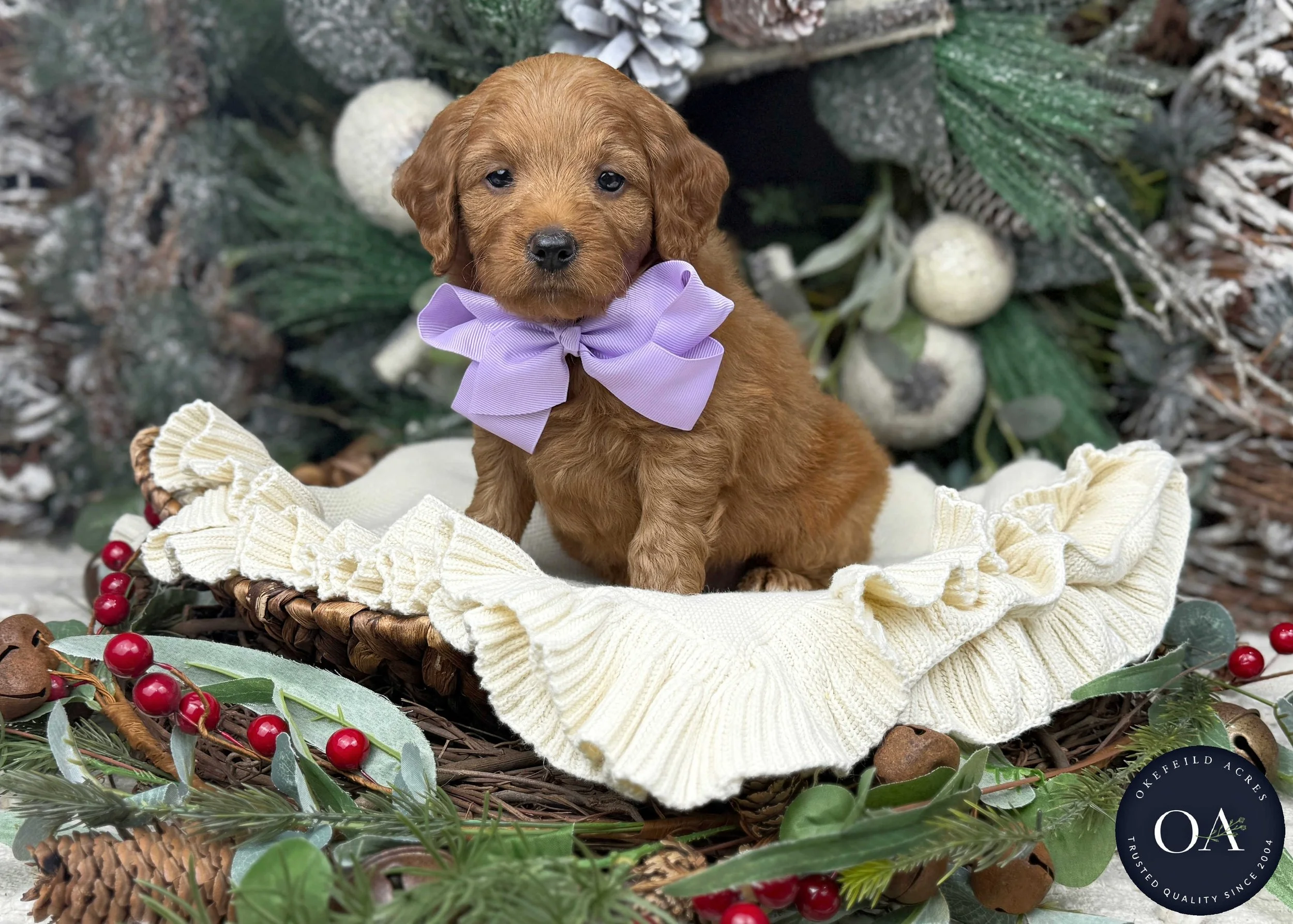 Apricot-Shaela-F1b-Mini-English-Teddy-Bear-Goldendoodle-Puppies-For-Sale-Okefeild-Acres-Missouri-1.jpg