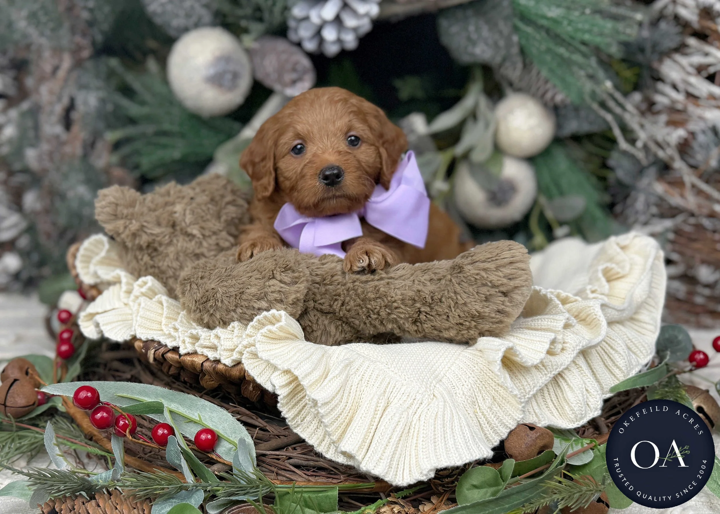 Apricot-Shaela-F1b-Mini-English-Teddy-Bear-Goldendoodle-Puppies-For-Sale-Okefeild-Acres-Missouri-2.jpg