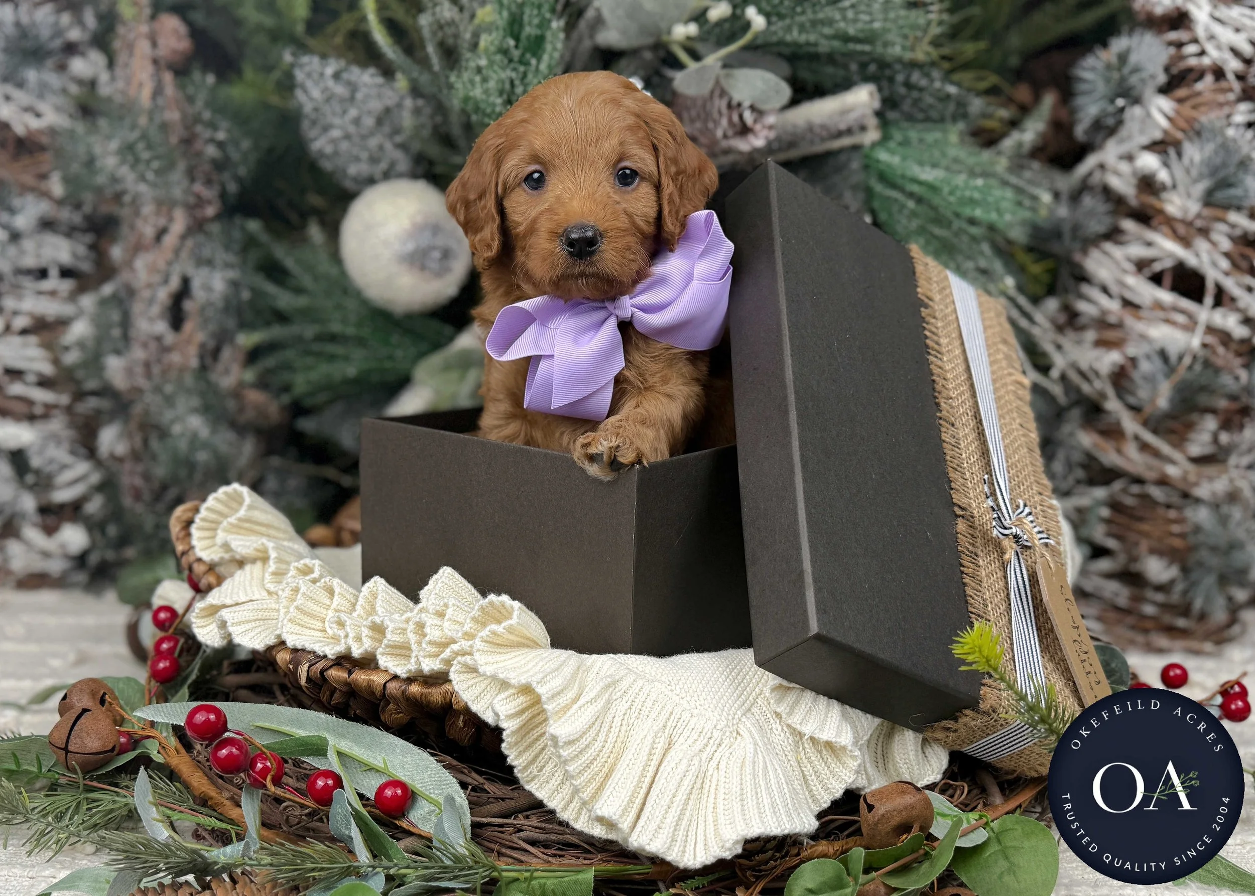 Apricot-Shaela-F1b-Mini-English-Teddy-Bear-Goldendoodle-Puppies-For-Sale-Okefeild-Acres-Missouri-3.jpg