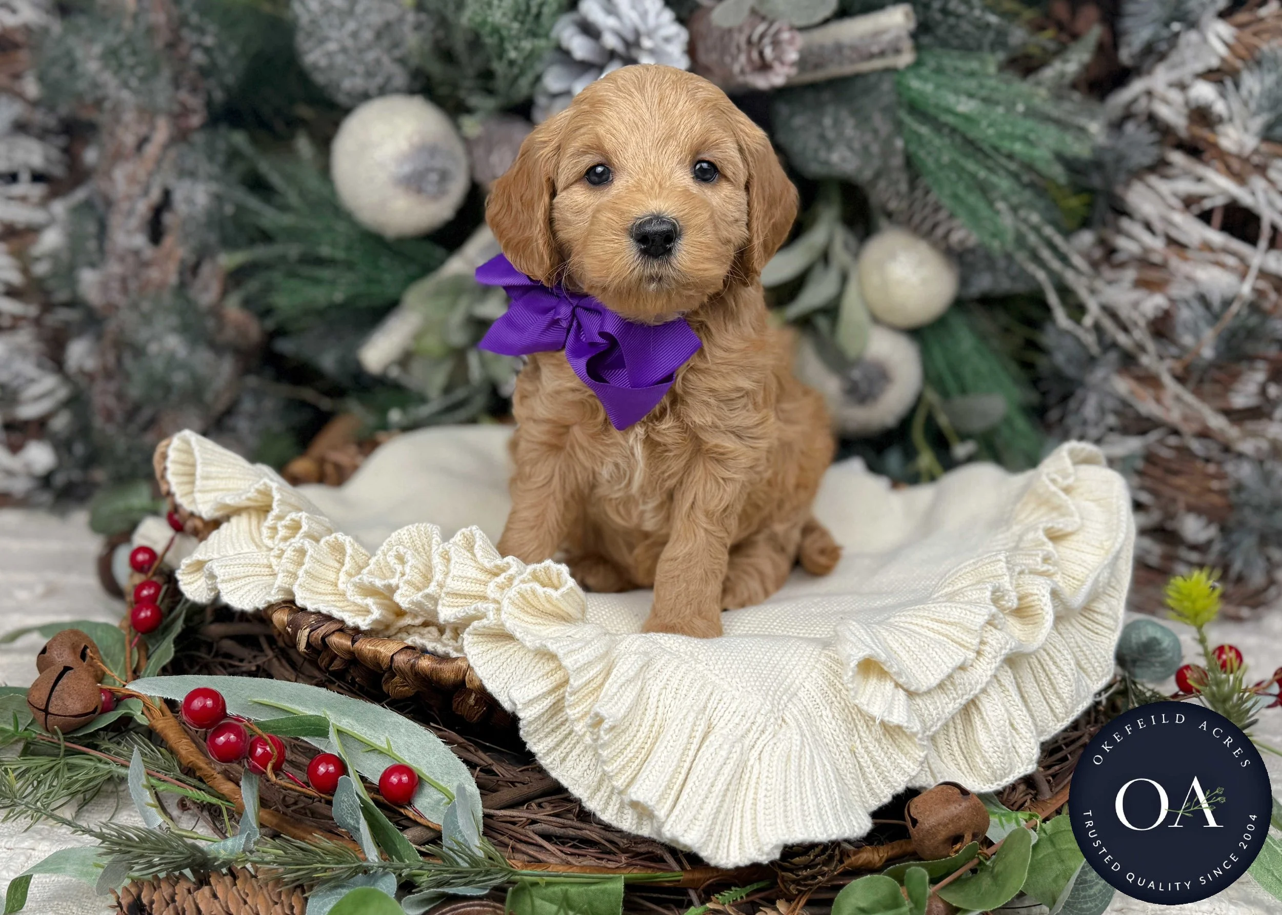 Apricot-Shelby-F1b-Mini-English-Teddy-Bear-Goldendoodle-Puppies-For-Sale-Okefeild-Acres-Missouri-1.jpg