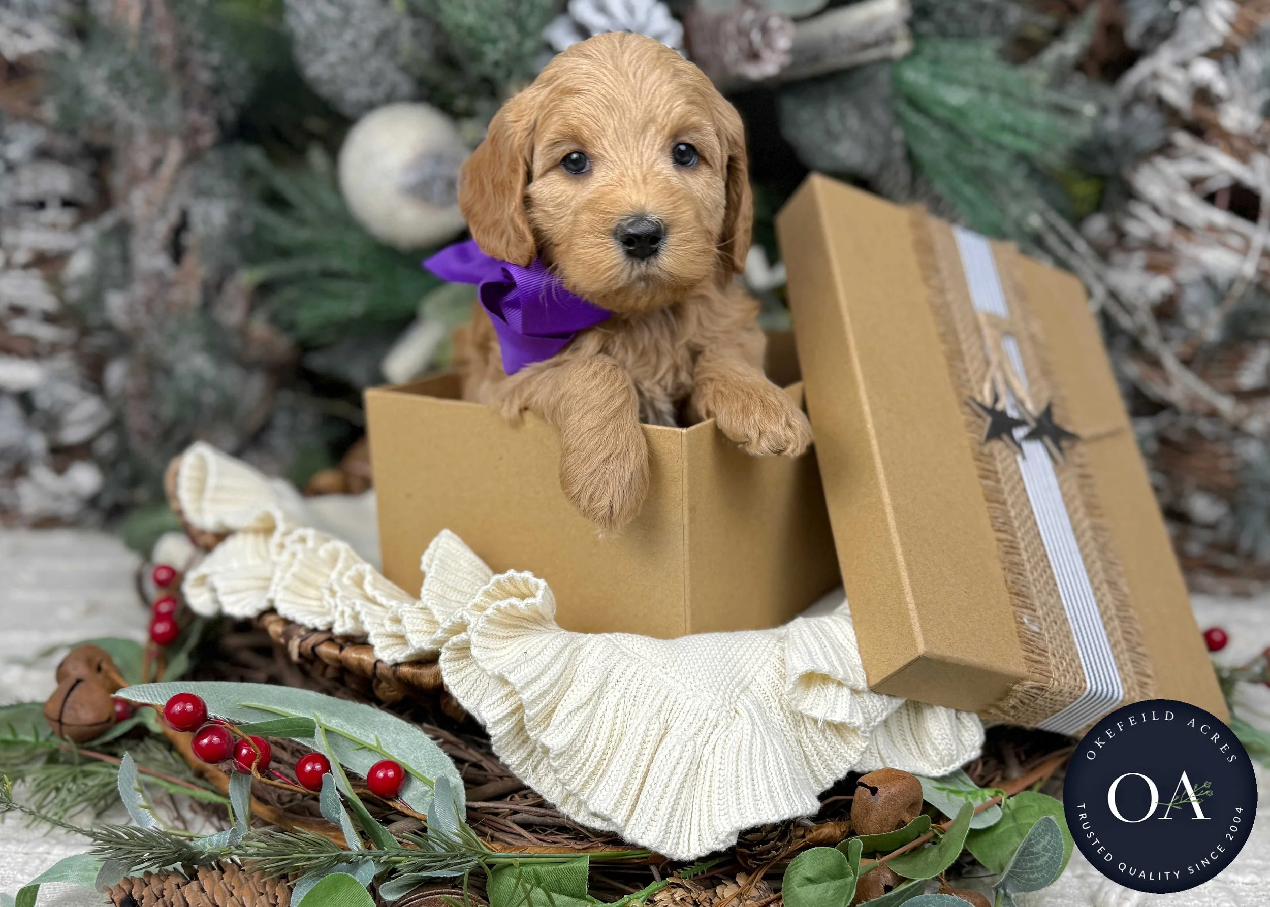 Apricot-Shelby-F1b-Mini-English-Teddy-Bear-Goldendoodle-Puppies-For-Sale-Okefeild-Acres-Missouri-3.jpg