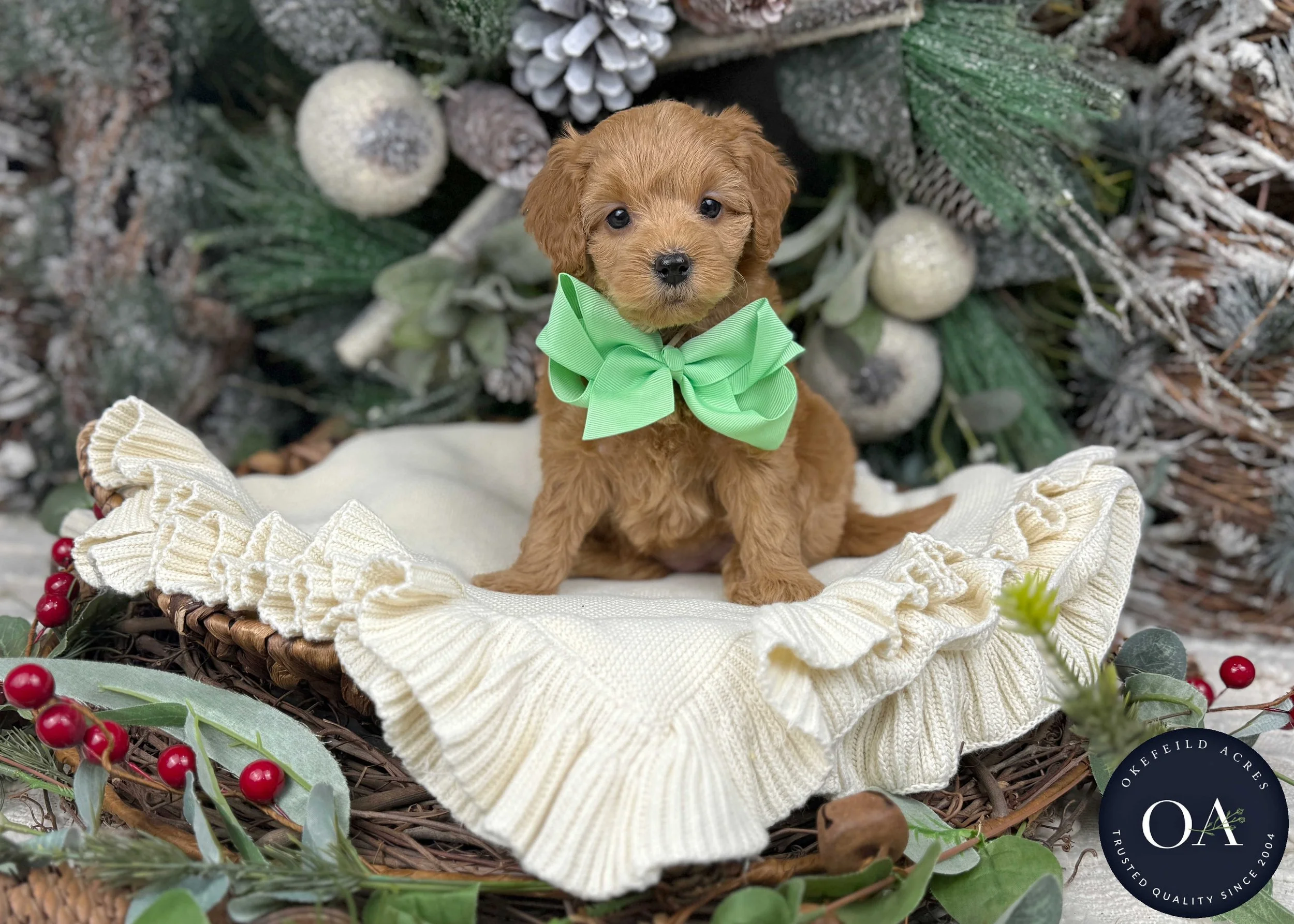 Apricot-Sophie-F1b-Mini-English-Teddy-Bear-Goldendoodle-Puppies-For-Sale-Okefeild-Acres-Missouri-1.jpg