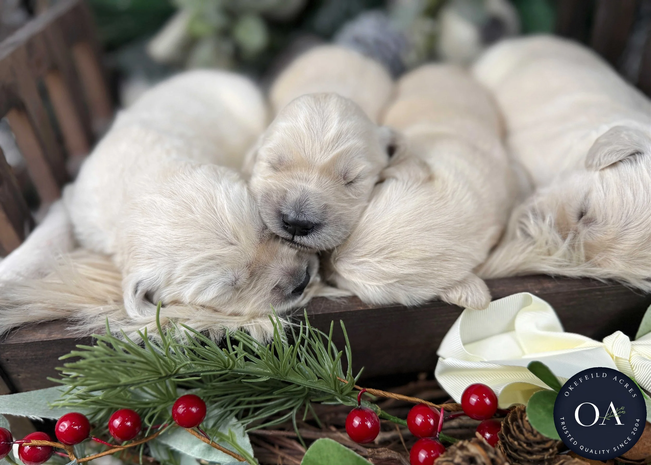 Cream-Kat-Female-F1-Standard-English-Teddy-Bear-Goldendoodle-Puppies-For-Sale-Okefeild-Acres-Missouri-2.jpg (Copy) (Copy) (Copy) (Copy)
