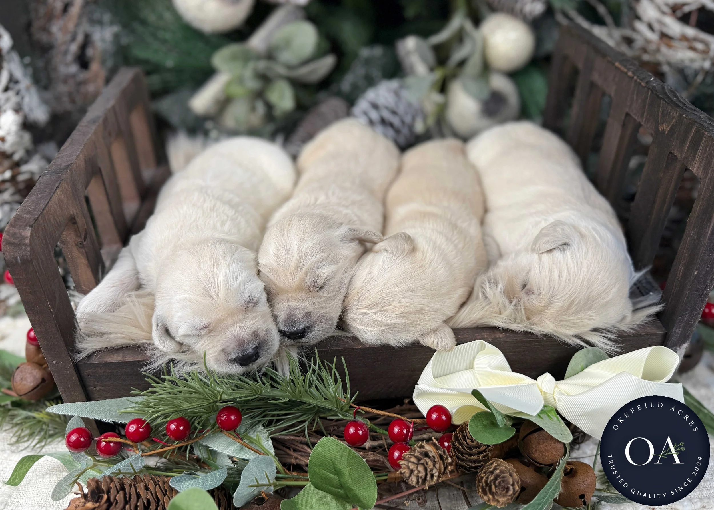 Cream-Kat-Female-F1-Standard-English-Teddy-Bear-Goldendoodle-Puppies-For-Sale-Okefeild-Acres-Missouri-3.jpg (Copy) (Copy) (Copy) (Copy)