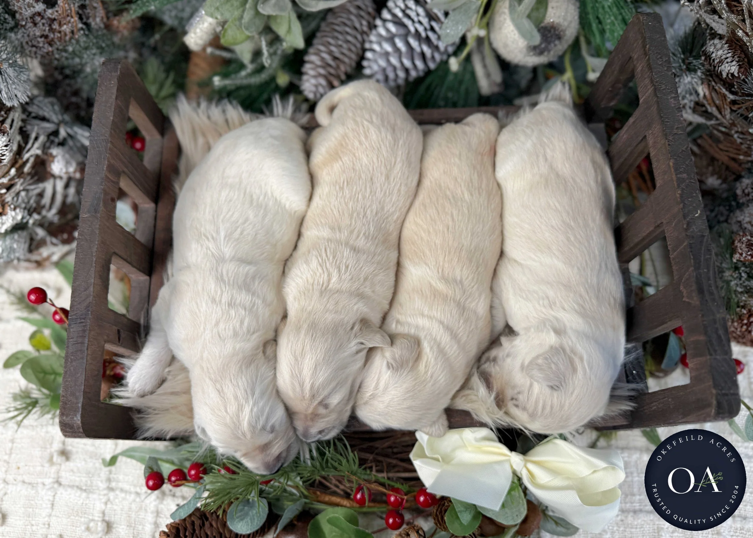 Cream-Kat-Female-F1-Standard-English-Teddy-Bear-Goldendoodle-Puppies-For-Sale-Okefeild-Acres-Missouri-4.jpg (Copy) (Copy) (Copy) (Copy)