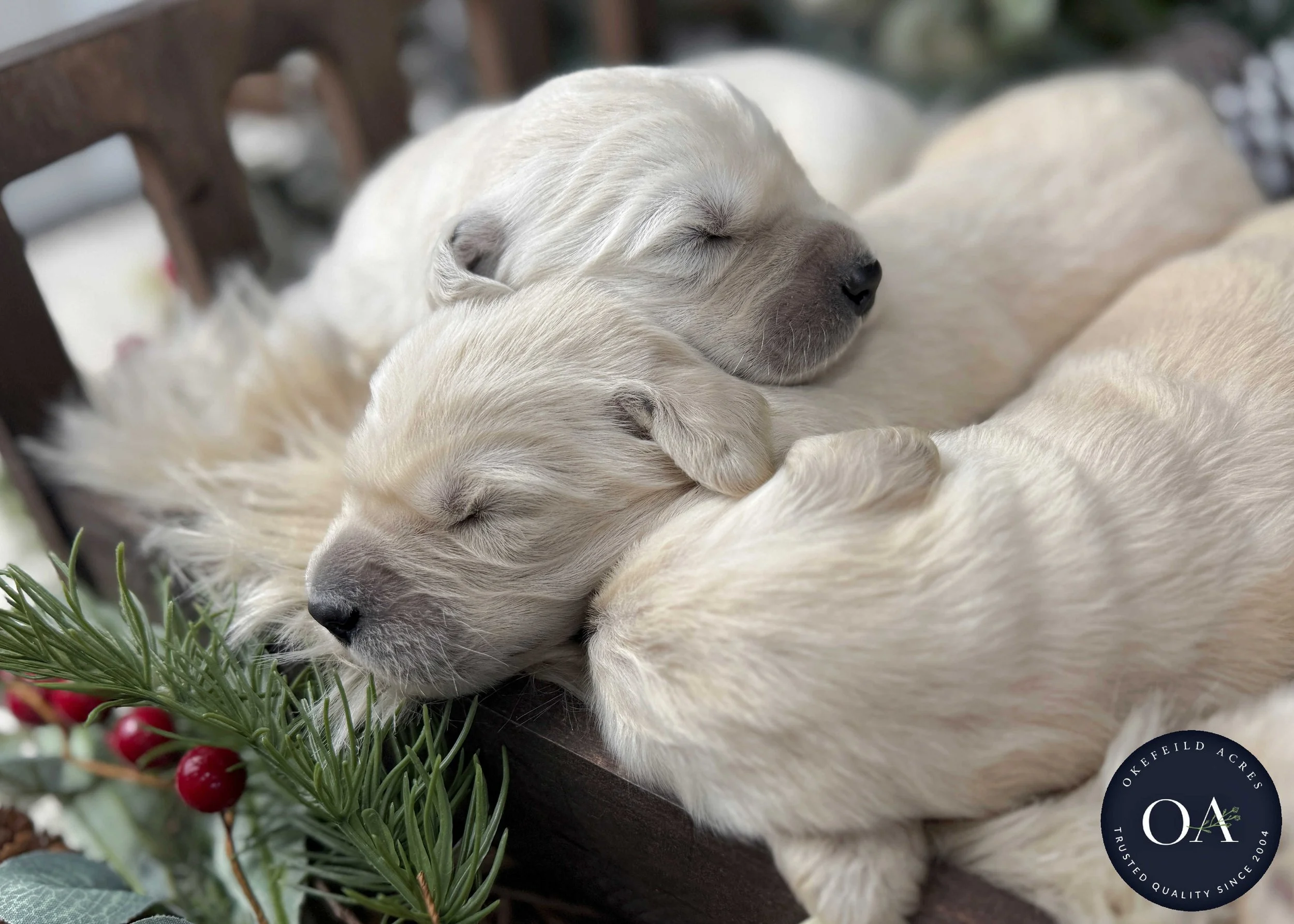 Cream-Kat-Female-F1-Standard-English-Teddy-Bear-Goldendoodle-Puppies-For-Sale-Okefeild-Acres-Missouri-5.jpg (Copy) (Copy) (Copy) (Copy)