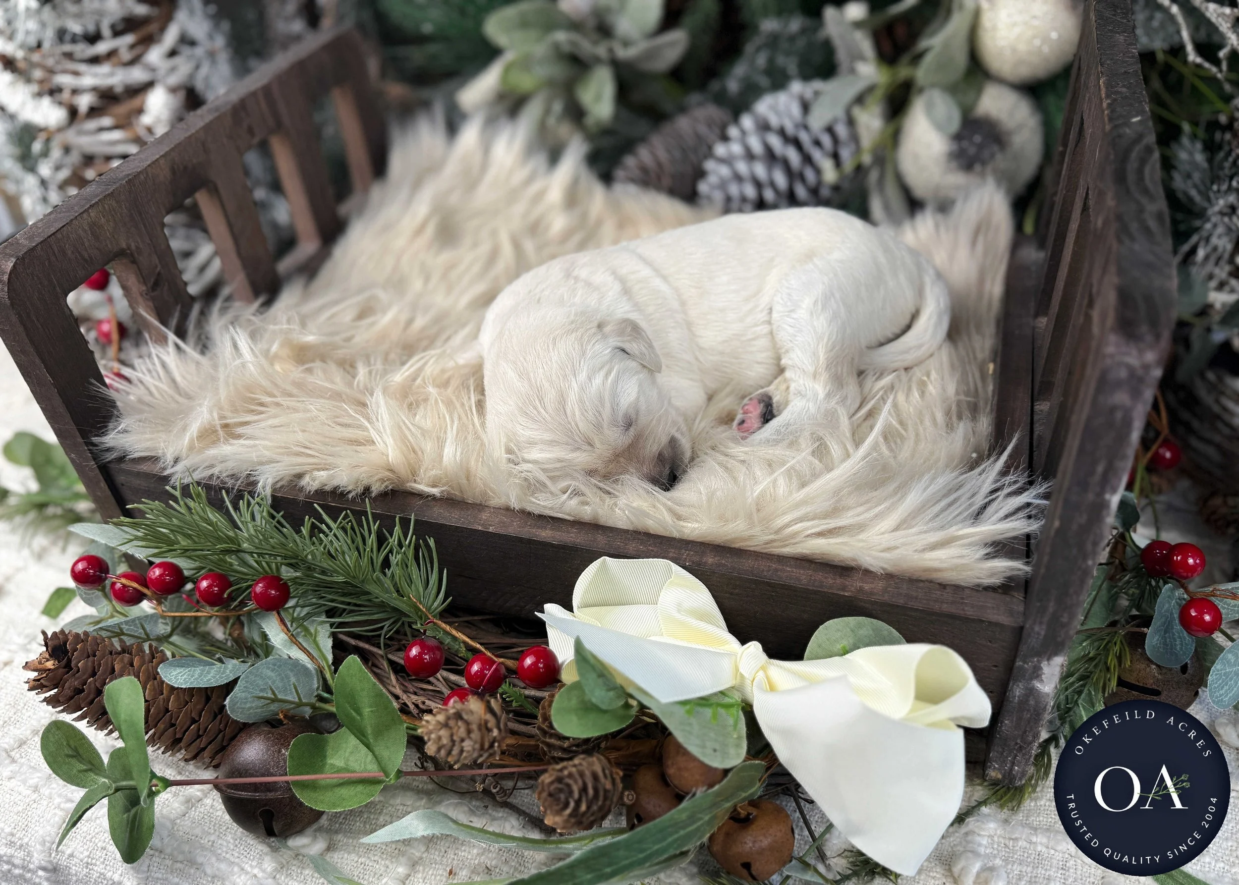 Cream-Kat-Female-F1-Standard-English-Teddy-Bear-Goldendoodle-Puppies-For-Sale-Okefeild-Acres-Missouri-6.jpg (Copy) (Copy) (Copy) (Copy)