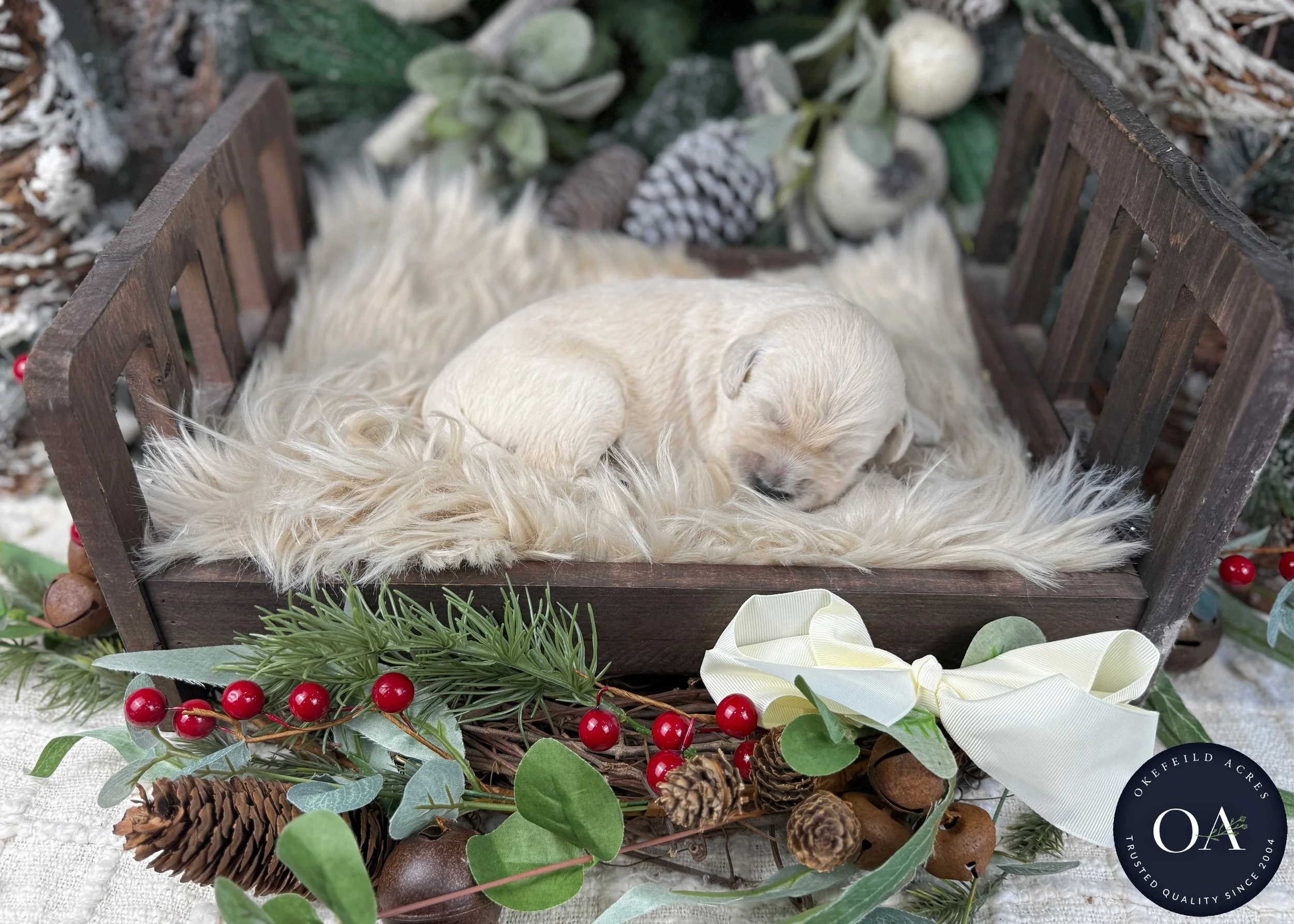 Cream-Kat-Female-F1-Standard-English-Teddy-Bear-Goldendoodle-Puppies-For-Sale-Okefeild-Acres-Missouri-7.jpg (Copy) (Copy) (Copy) (Copy)