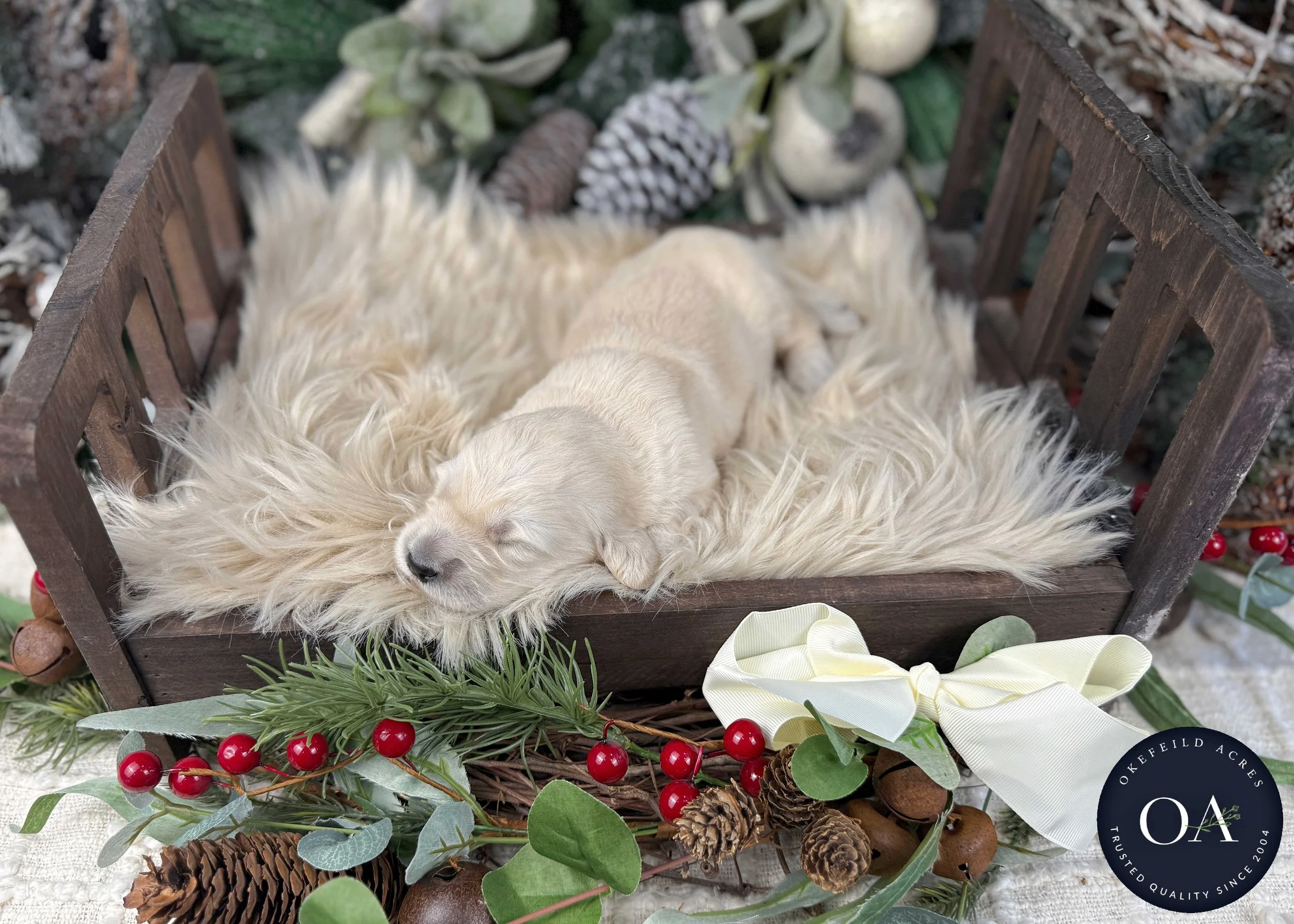 Cream-Kat-Female-F1-Standard-English-Teddy-Bear-Goldendoodle-Puppies-For-Sale-Okefeild-Acres-Missouri-8.jpg (Copy) (Copy) (Copy) (Copy)
