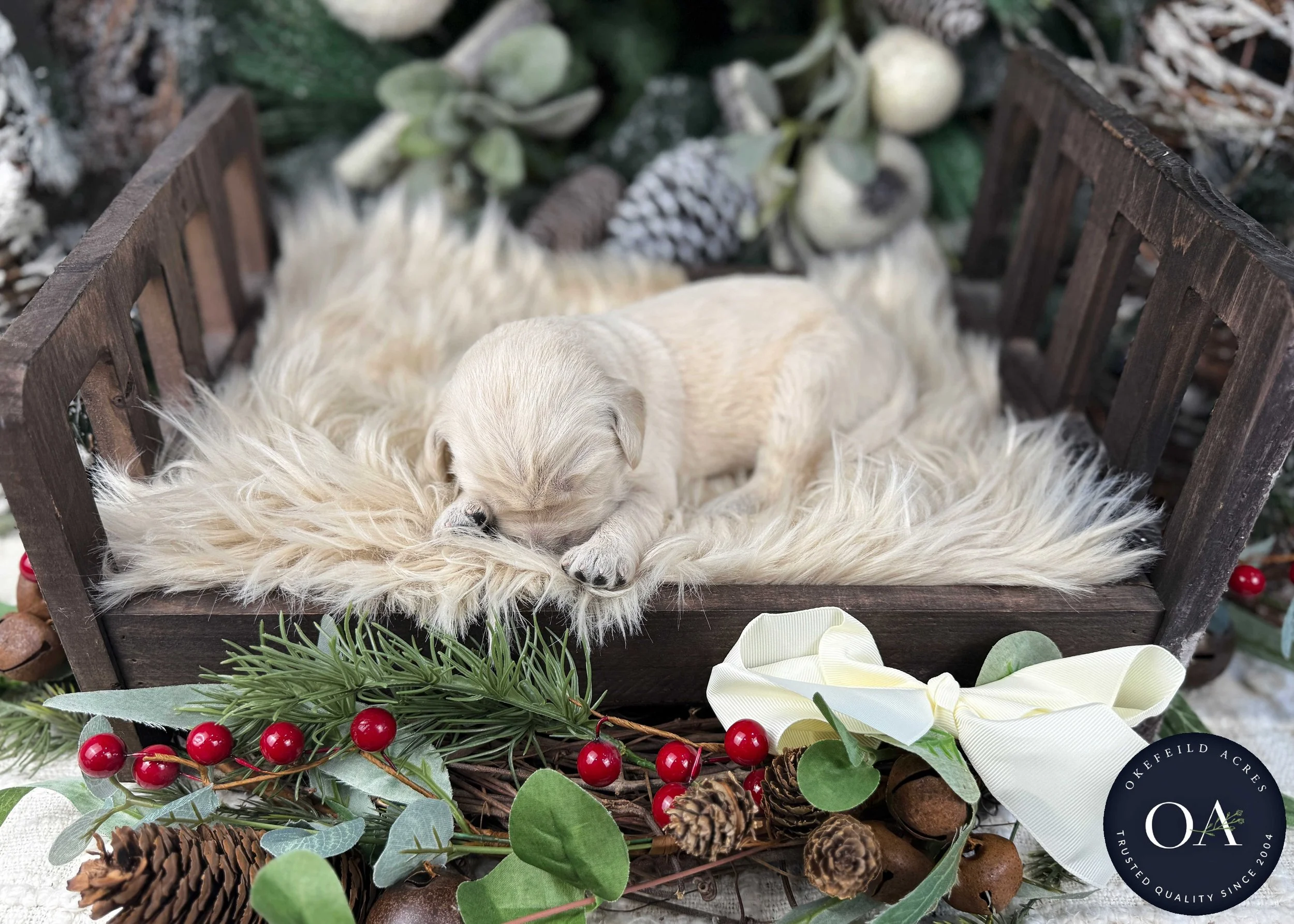 Cream-Kat-Female-F1-Standard-English-Teddy-Bear-Goldendoodle-Puppies-For-Sale-Okefeild-Acres-Missouri-9.jpg (Copy) (Copy) (Copy) (Copy)