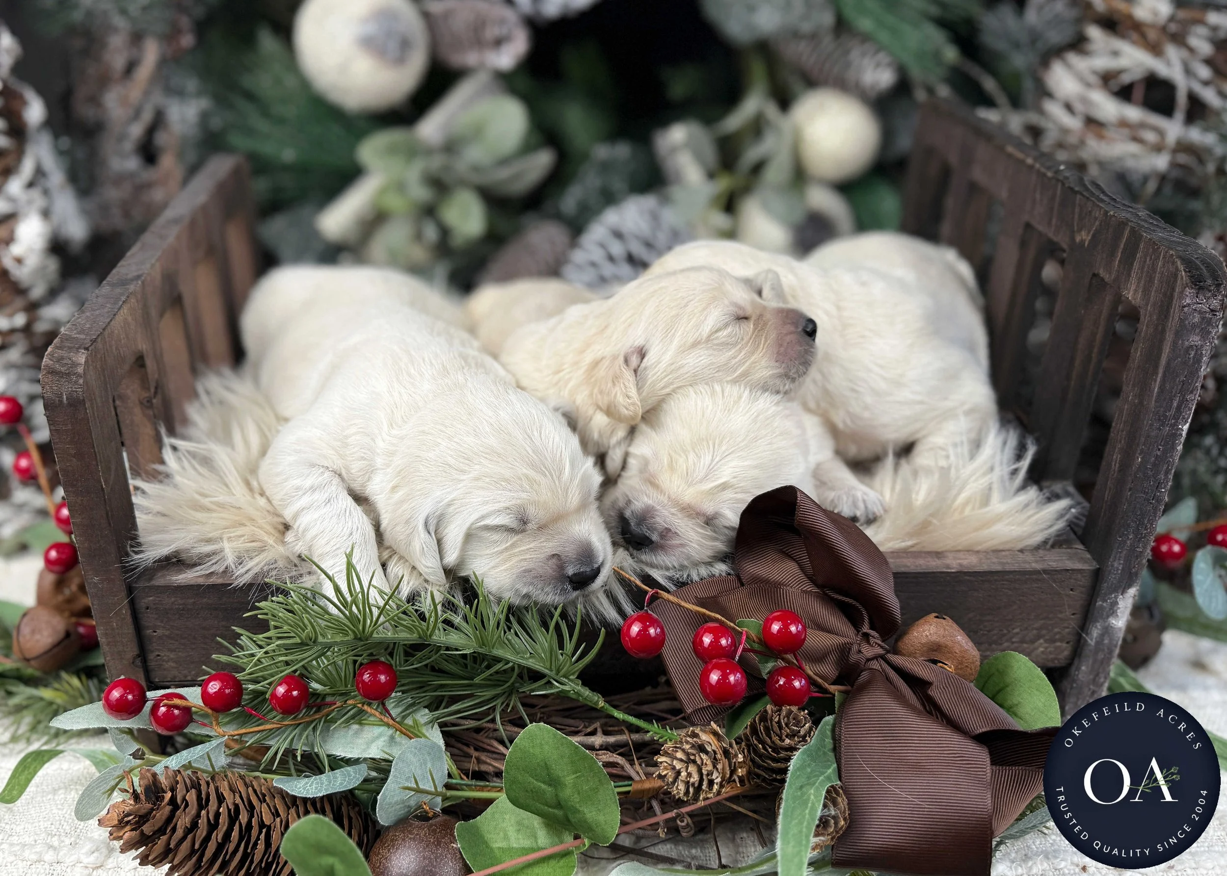 Cream-Kat-Male-F1-Standard-English-Teddy-Bear-Goldendoodle-Puppies-For-Sale-Okefeild-Acres-Missouri-1.jpg (Copy) (Copy) (Copy) (Copy)