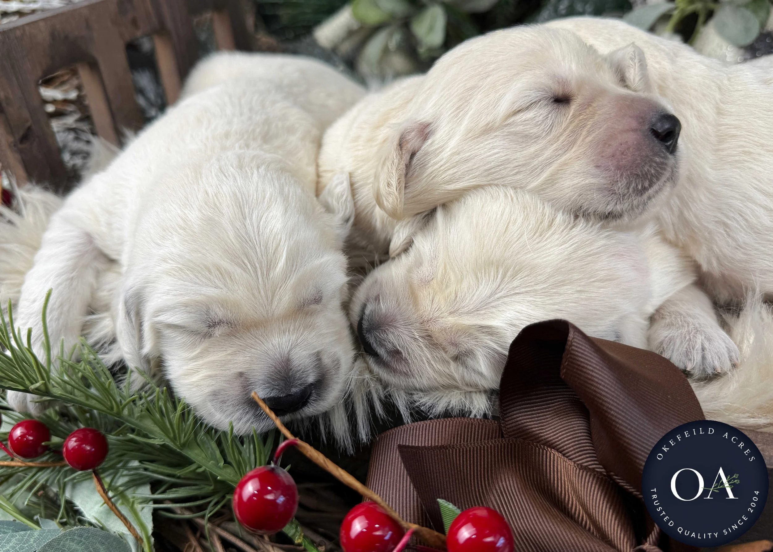 Cream-Kat-Male-F1-Standard-English-Teddy-Bear-Goldendoodle-Puppies-For-Sale-Okefeild-Acres-Missouri-2.jpg (Copy) (Copy) (Copy) (Copy)