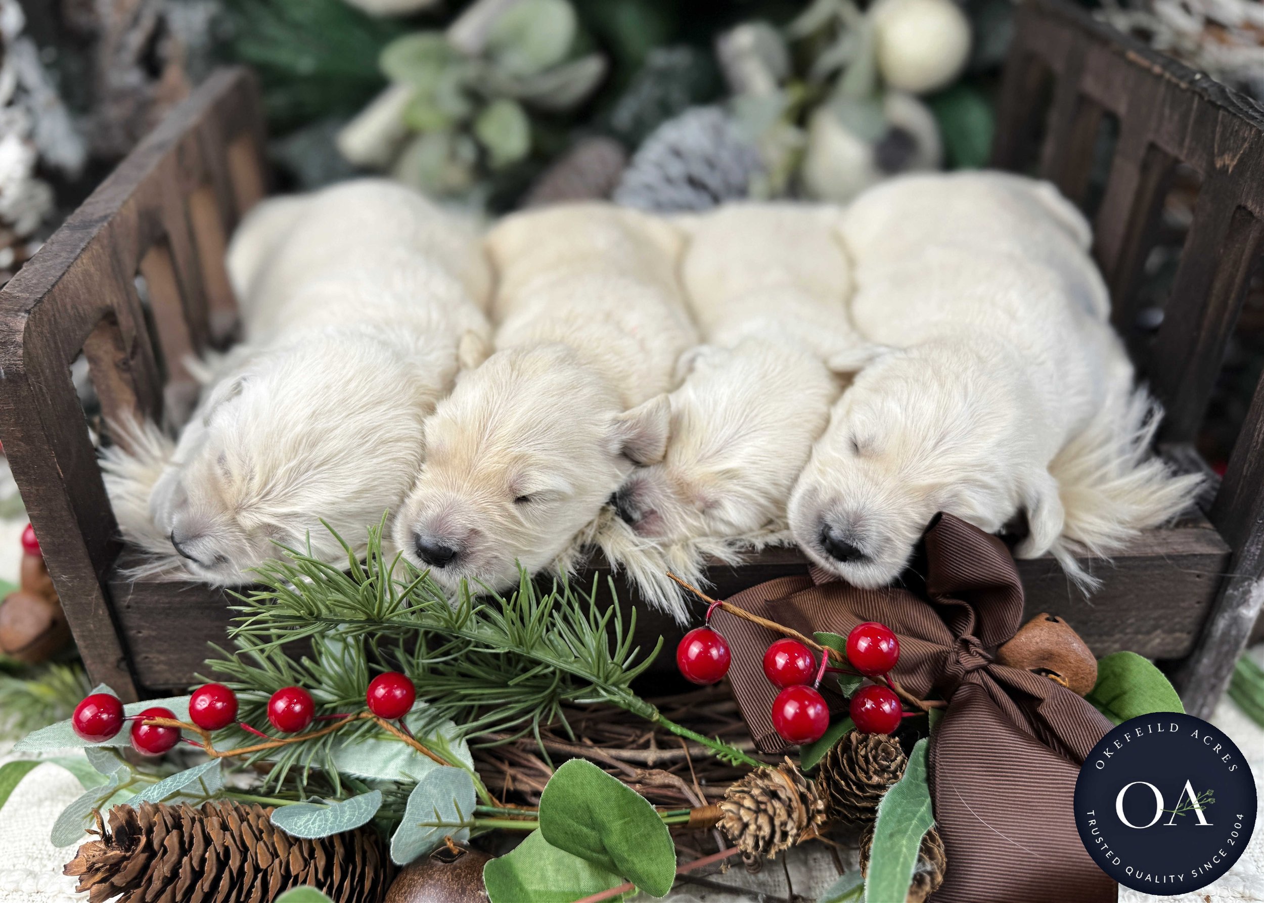 Cream-Kat-Male-F1-Standard-English-Teddy-Bear-Goldendoodle-Puppies-For-Sale-Okefeild-Acres-Missouri-3.jpg (Copy) (Copy) (Copy) (Copy)
