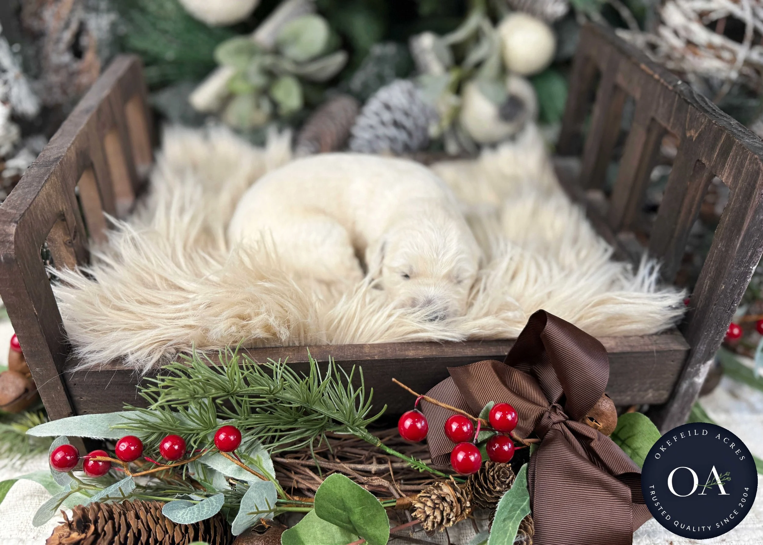 Cream-Kat-Male-F1-Standard-English-Teddy-Bear-Goldendoodle-Puppies-For-Sale-Okefeild-Acres-Missouri-9.jpg (Copy) (Copy) (Copy) (Copy)