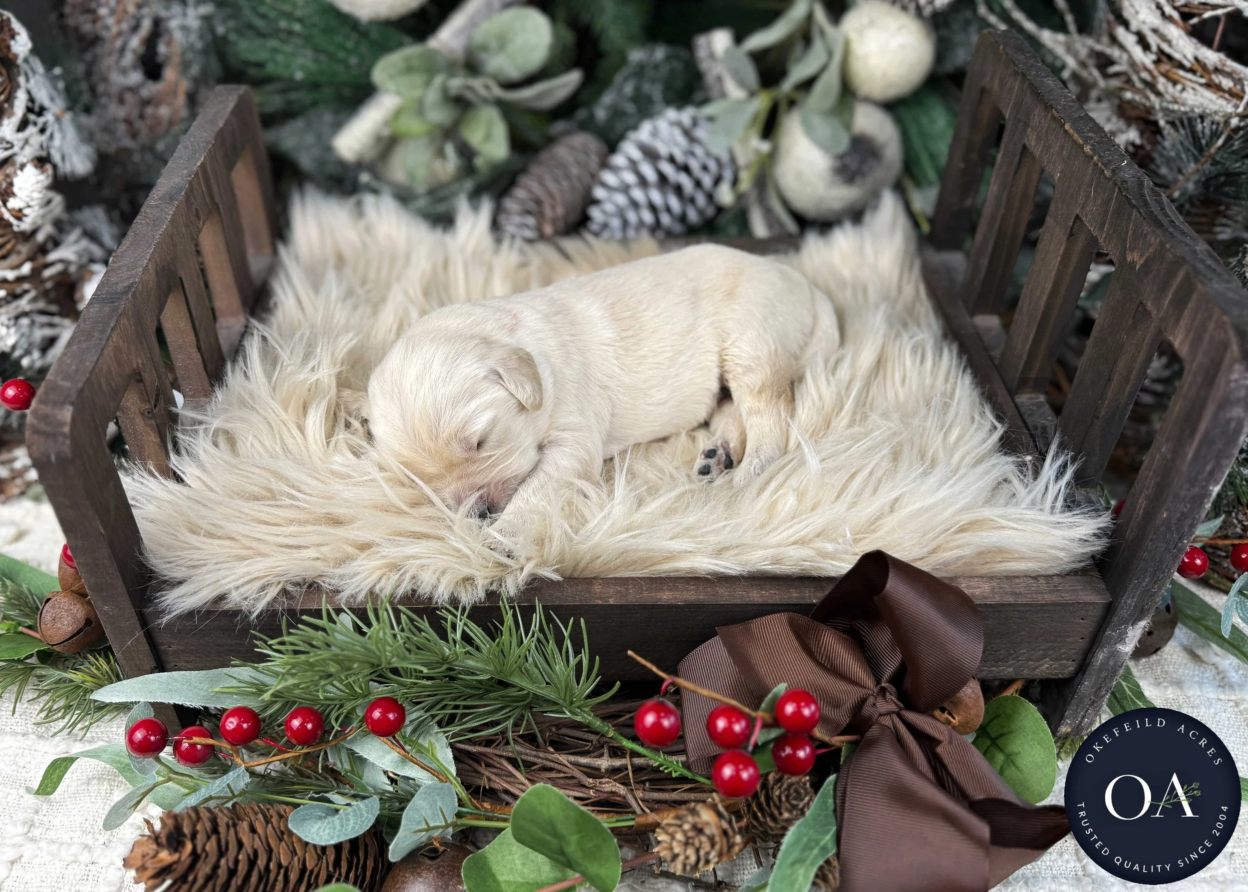 Cream-Kat-Male-F1-Standard-English-Teddy-Bear-Goldendoodle-Puppies-For-Sale-Okefeild-Acres-Missouri-10.jpg (Copy) (Copy) (Copy) (Copy)