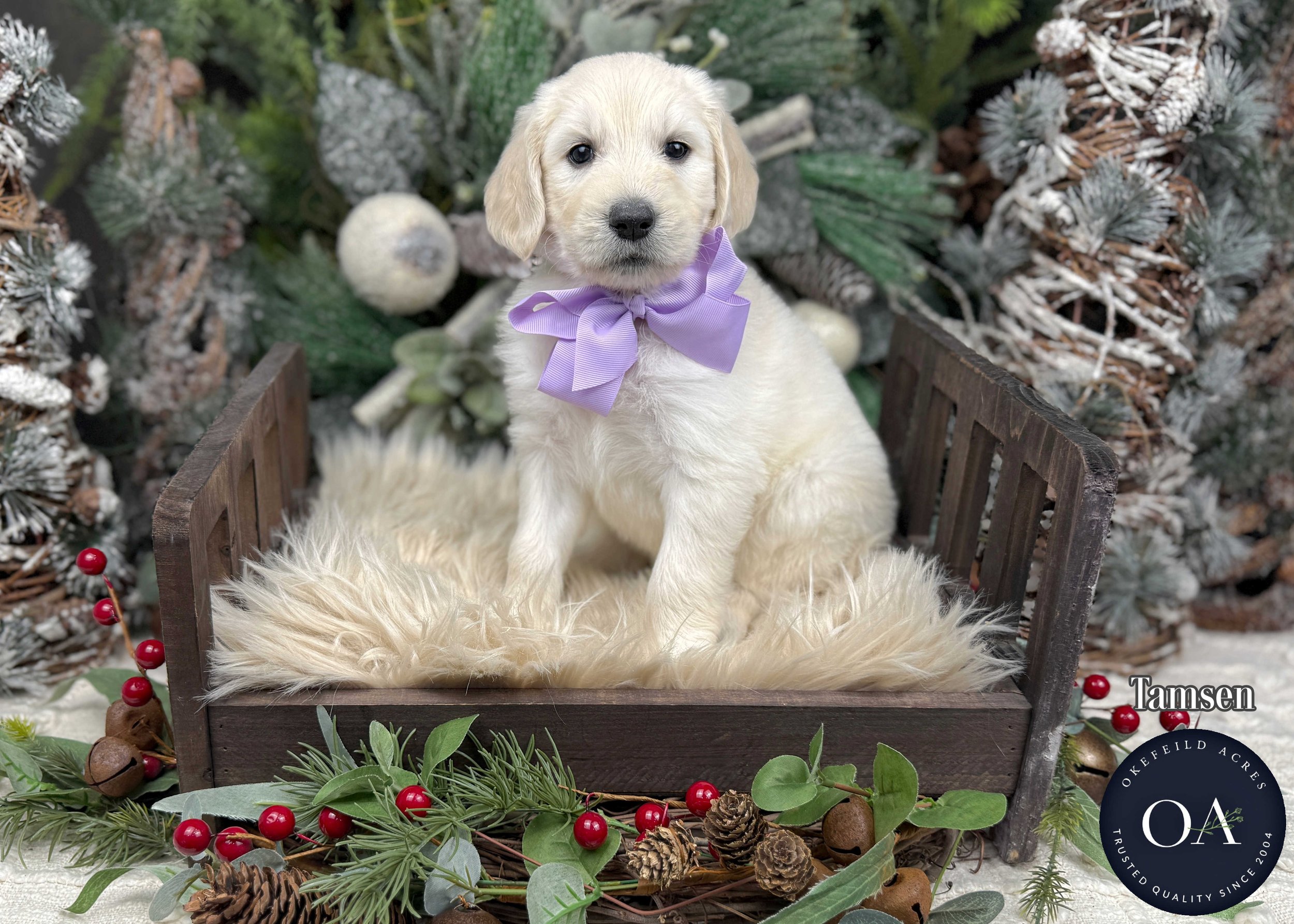 Cream-Tamsen-F1-Standard-English-Teddy-Bear-Goldendoodle-Puppy-For-Sale-Okefeild-Acres-Missouri-2.jpg