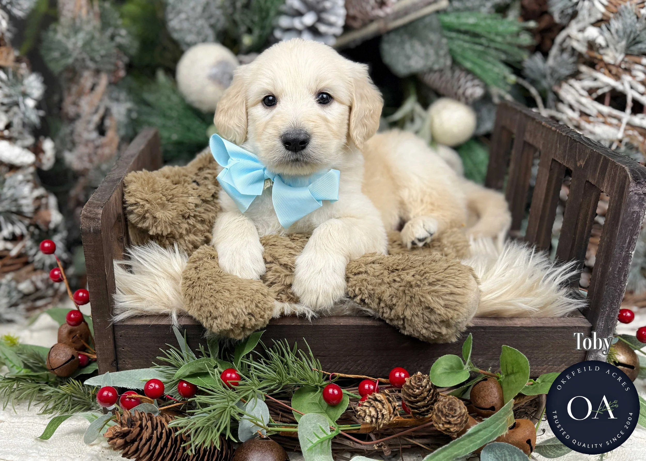 Cream-Toby-F1-Standard-English-Teddy-Bear-Goldendoodle-Puppy-For-Sale-Okefeild-Acres-Missouri-2.jpg