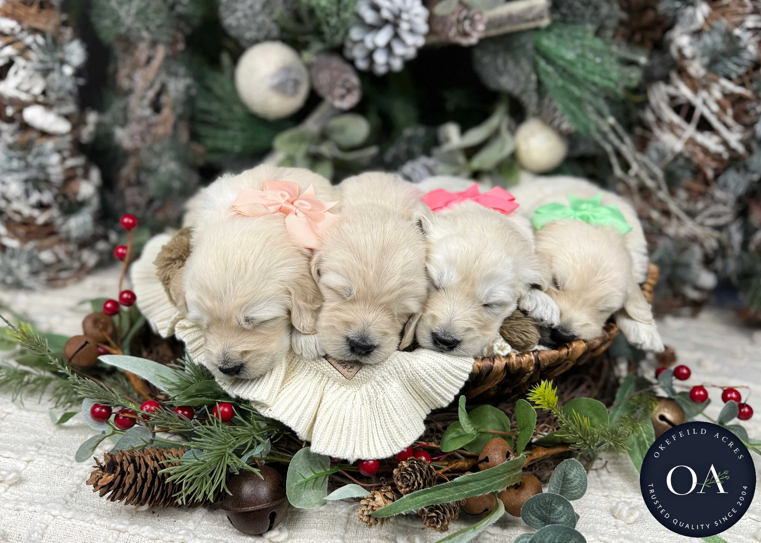 Cream-Female-F1-Standard-English-Teddy-Bear-Goldendoodle-Puppy-For-Sale-Okefeild-Acres-Missouri-1.jpg (Copy) (Copy) (Copy) (Copy)