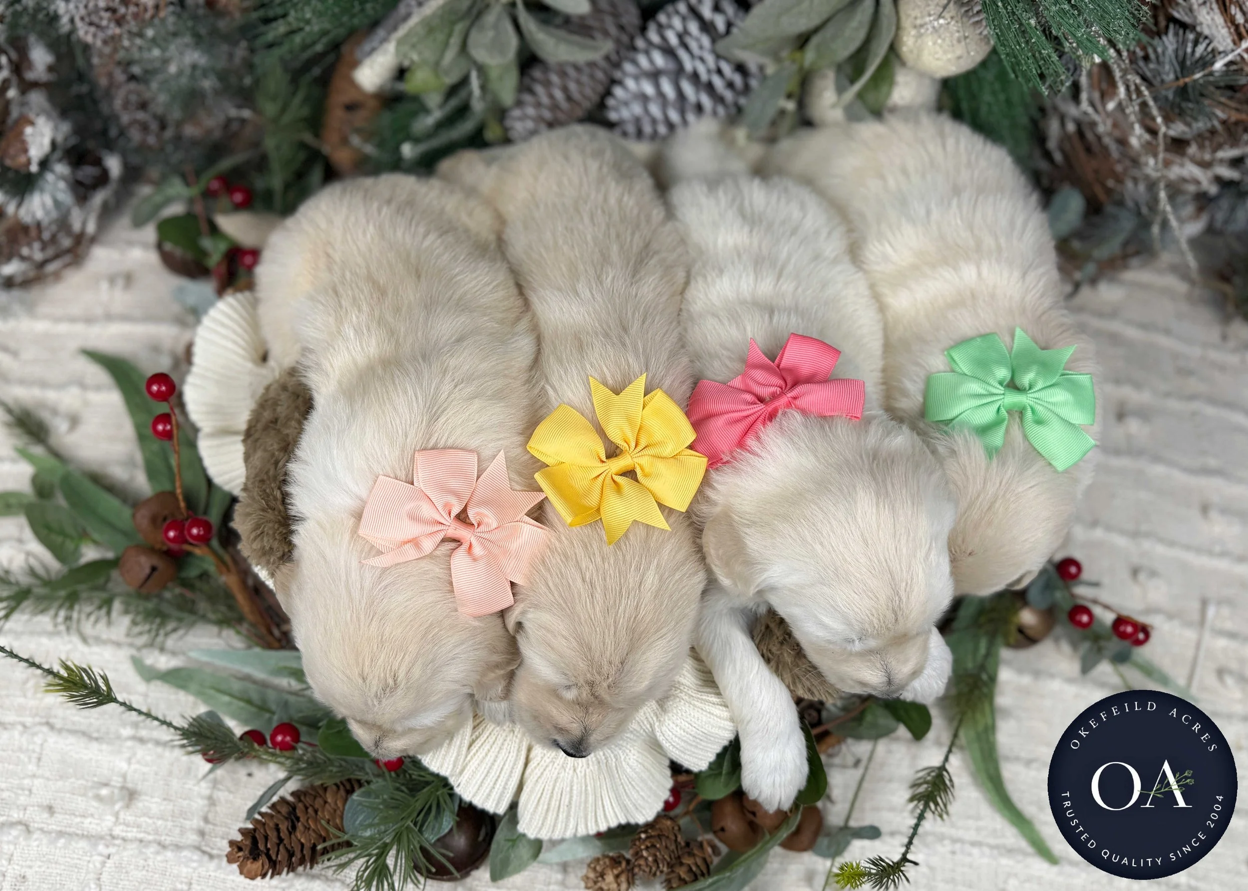 Cream-Female-F1-Standard-English-Teddy-Bear-Goldendoodle-Puppy-For-Sale-Okefeild-Acres-Missouri-2.jpg (Copy) (Copy) (Copy) (Copy)