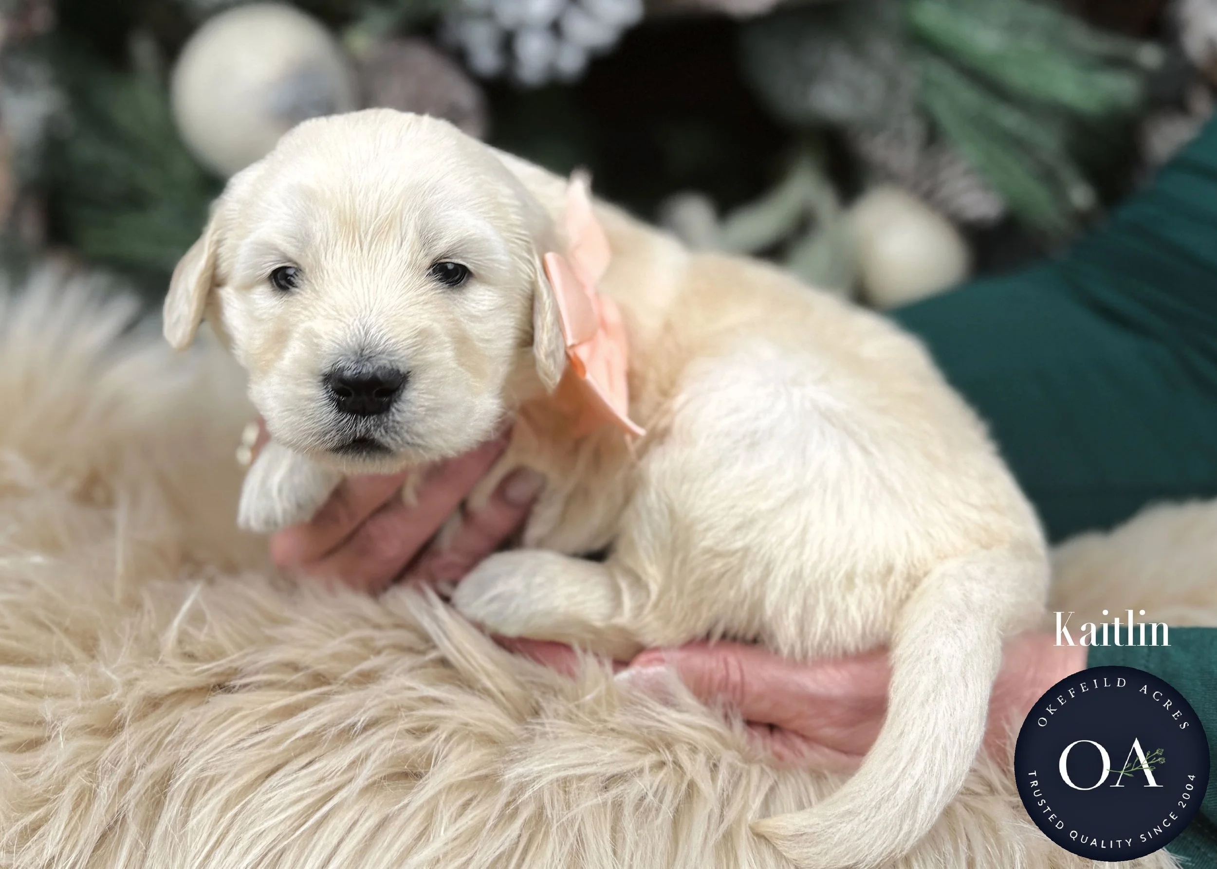Cream-Kaitlin-Female-F1-Standard-English-Teddy-Bear-Goldendoodle-Puppy-For-Sale-Okefeild-Acres-Missouri.jpg (Copy) (Copy) (Copy) (Copy)