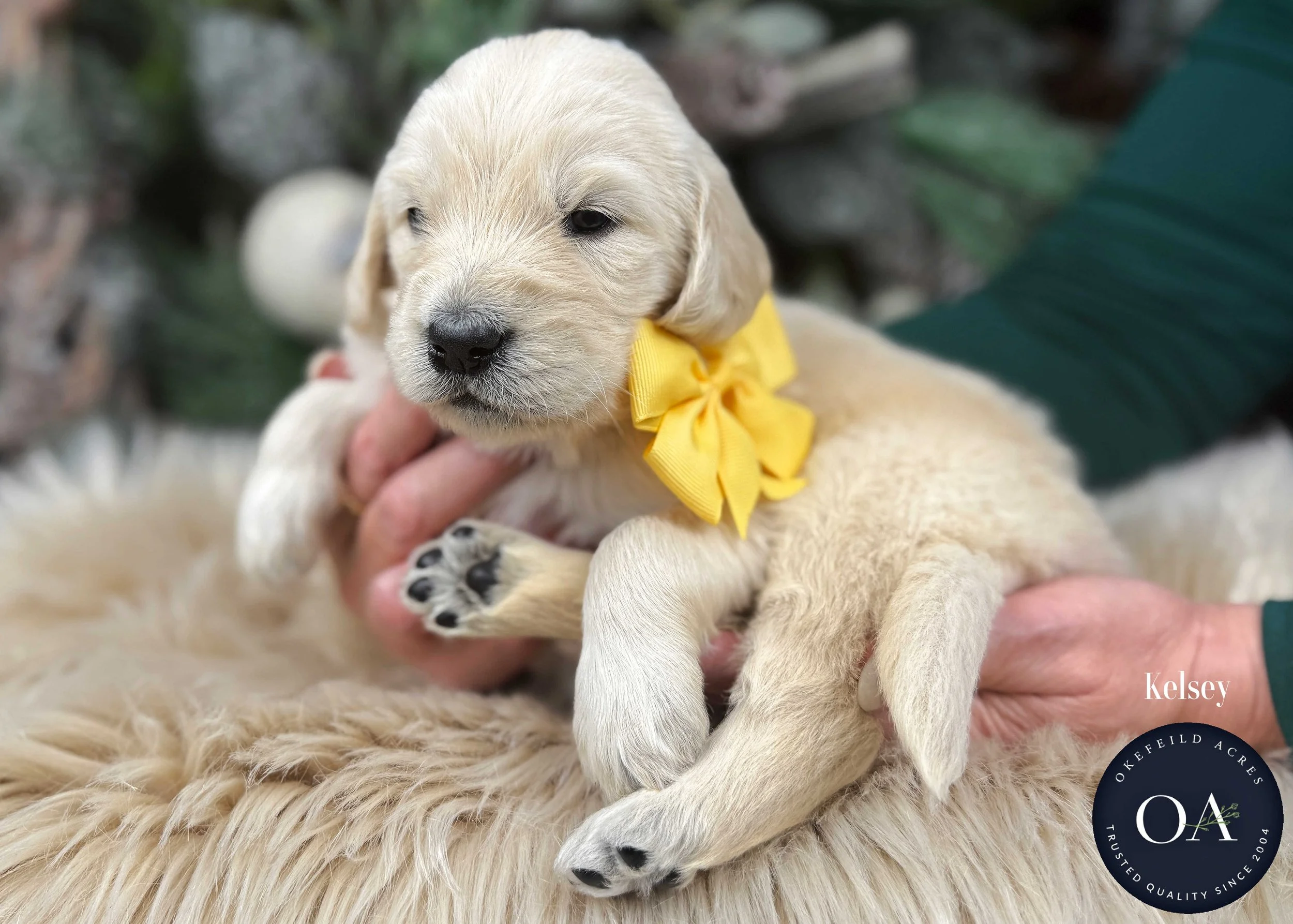 Cream-Kelsey-Female-F1-Standard-English-Teddy-Bear-Goldendoodle-Puppy-For-Sale-Okefeild-Acres-Missouri.jpg (Copy) (Copy) (Copy) (Copy)