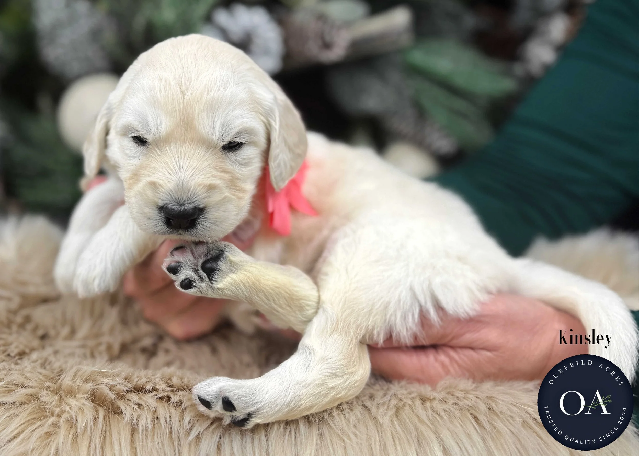 Cream-Kinsley-Female-F1-Standard-English-Teddy-Bear-Goldendoodle-Puppy-For-Sale-Okefeild-Acres-Missouri.jpg (Copy) (Copy) (Copy) (Copy)
