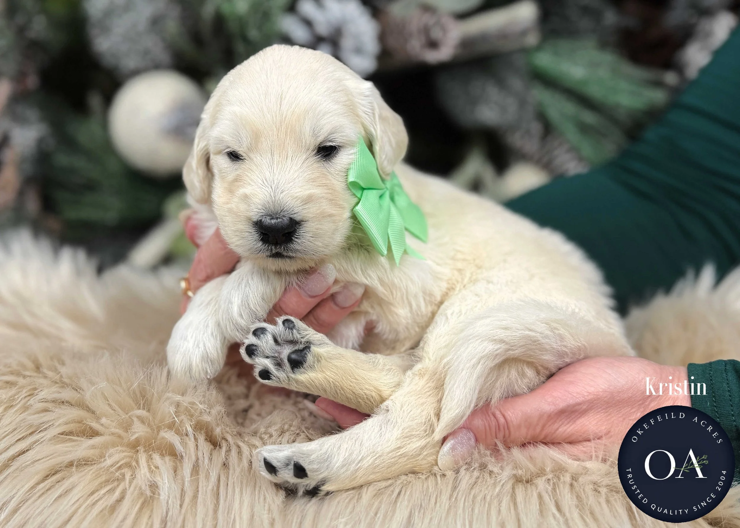 Cream-Kristin-Female-F1-Standard-English-Teddy-Bear-Goldendoodle-Puppy-For-Sale-Okefeild-Acres-Missouri.jpg (Copy) (Copy) (Copy) (Copy)