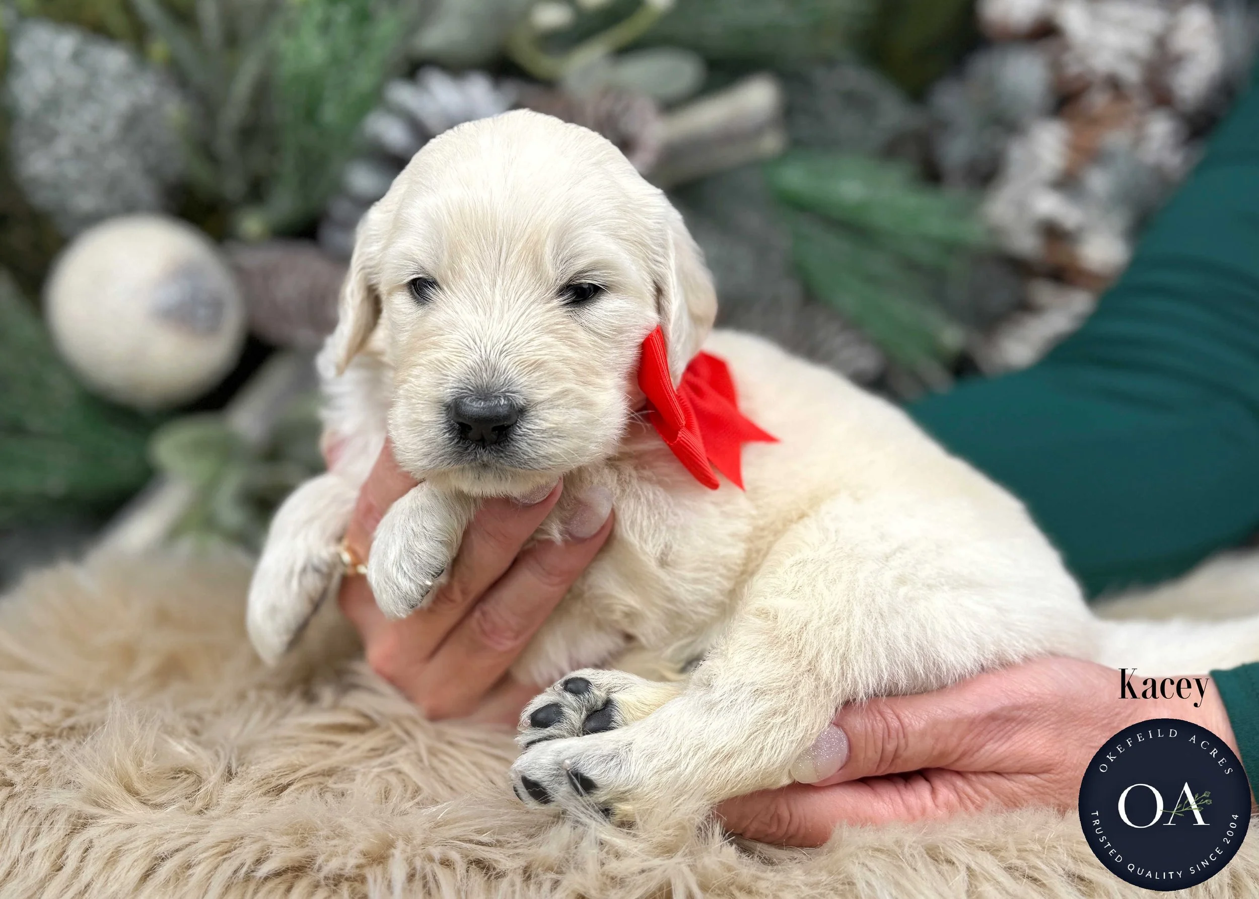 Cream-Kacey-Male-F1-Standard-English-Teddy-Bear-Goldendoodle-Puppy-For-Sale-Okefeild-Acres-Missouri.jpg (Copy) (Copy) (Copy) (Copy)