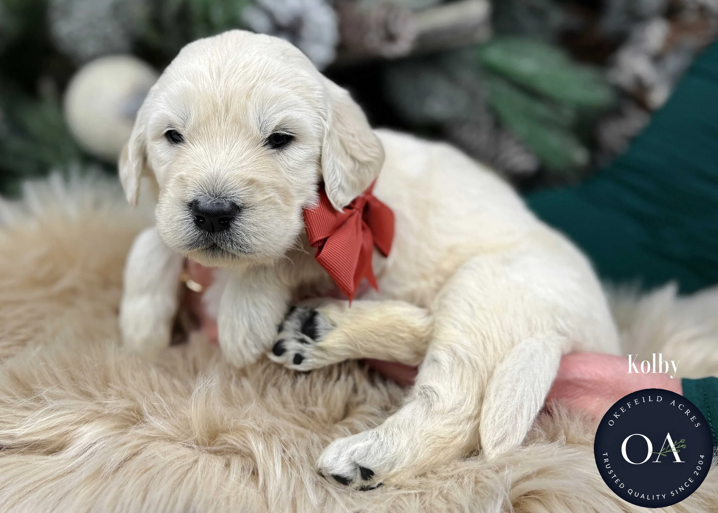 Cream-Kolby-Male-F1-Standard-English-Teddy-Bear-Goldendoodle-Puppy-For-Sale-Okefeild-Acres-Missouri.jpg (Copy) (Copy) (Copy) (Copy)