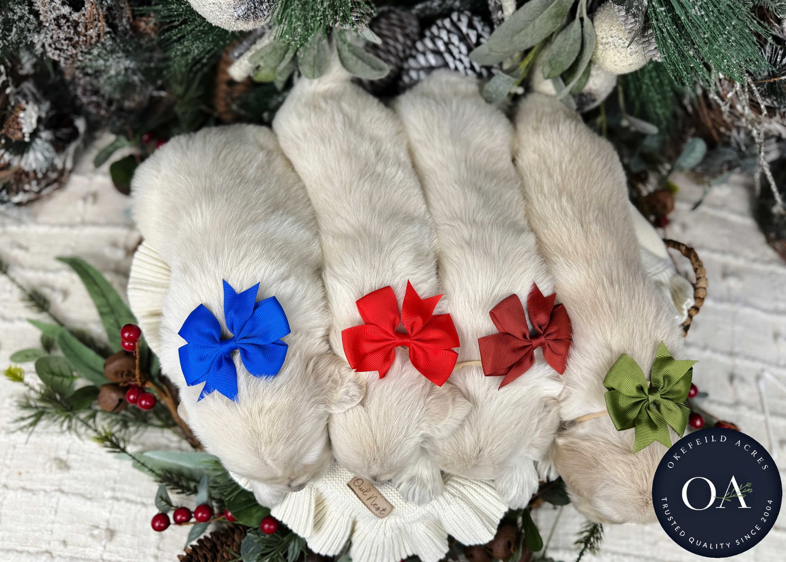 Cream-Male-F1-Standard-English-Teddy-Bear-Goldendoodle-Puppy-For-Sale-Okefeild-Acres-Missouri-2.jpg (Copy) (Copy) (Copy) (Copy)