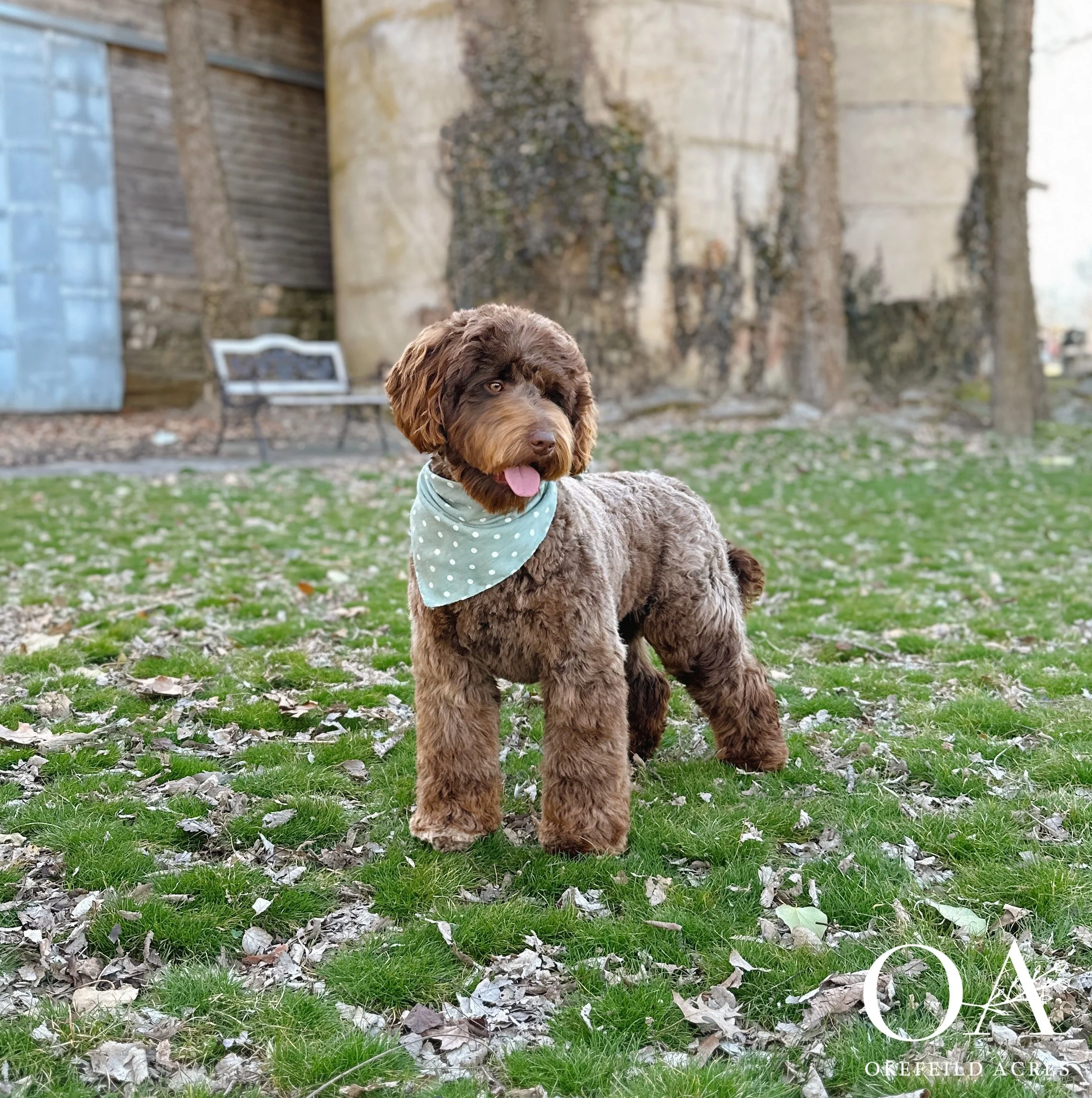 Molly-F2b-Medium-English-Teddybear-Goldendoodle-Brown-Okefeild-Acres-6.jpg