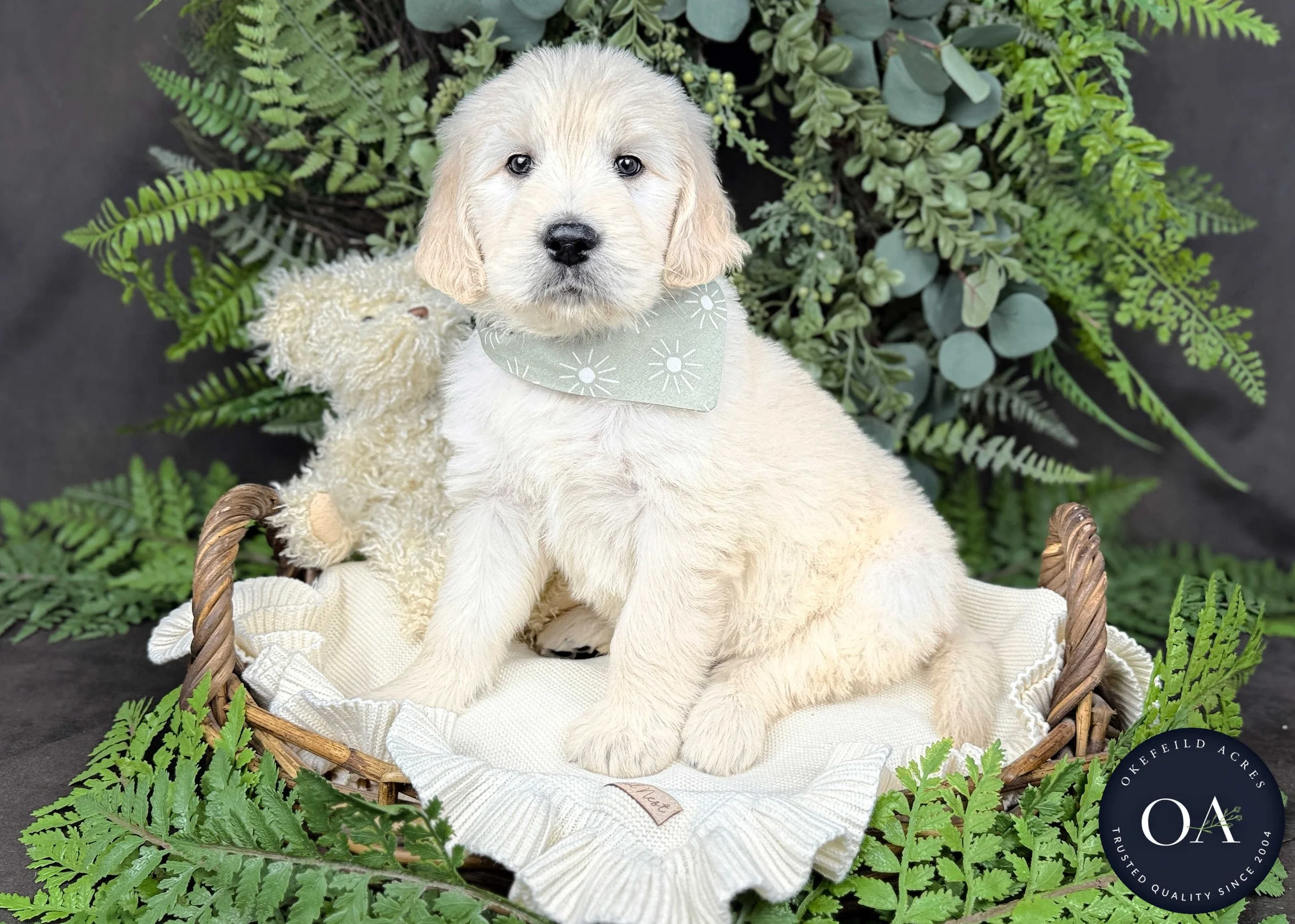 Cream-Kramer-Kendra-Lincoln-F1-Standard-English-Teddy-Bear-Goldendoodle-Puppies-For-Sale-Okefeild-Acres-Missouri-5.jpg