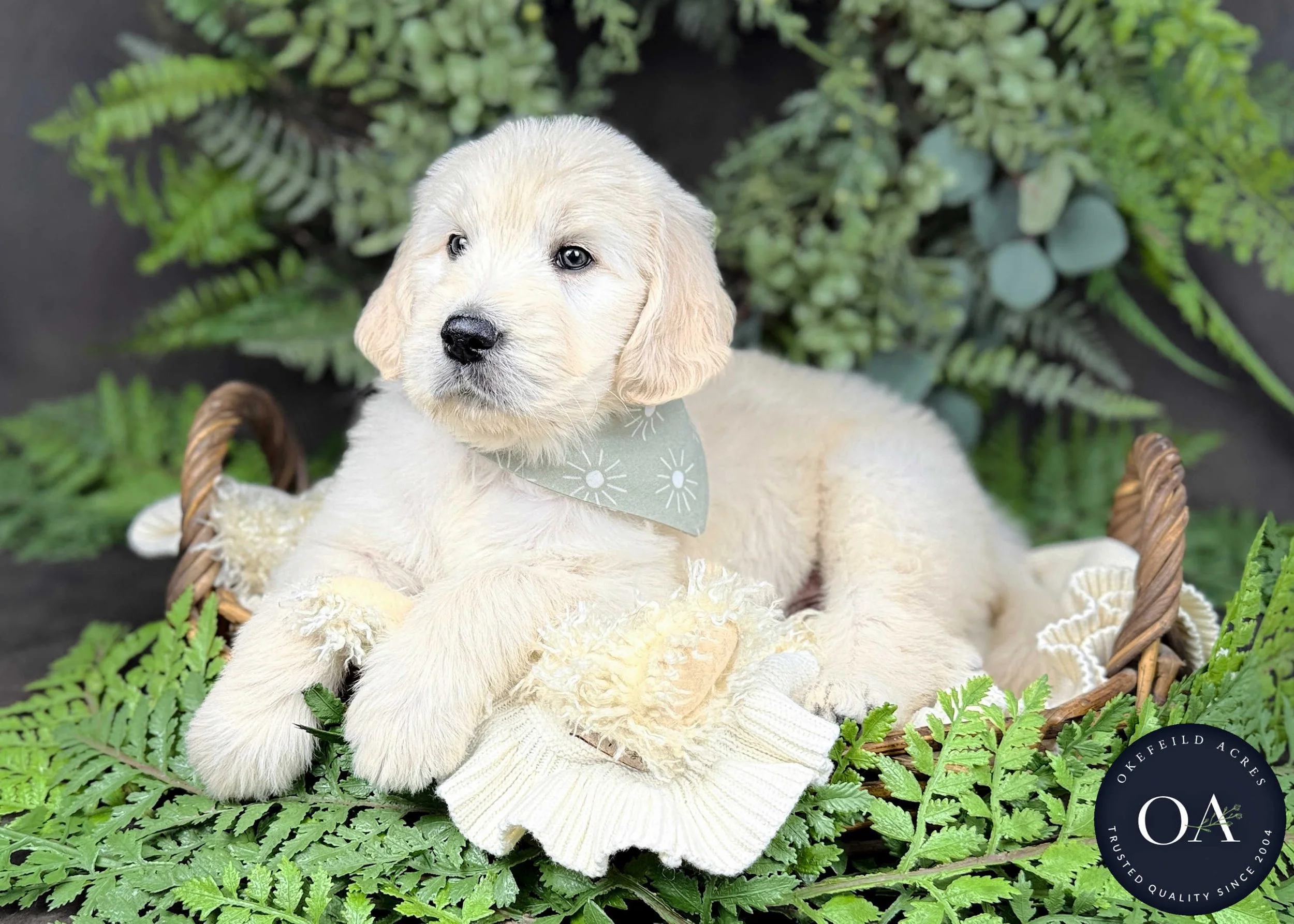 Cream-Kramer-Kendra-Lincoln-F1-Standard-English-Teddy-Bear-Goldendoodle-Puppies-For-Sale-Okefeild-Acres-Missouri-7.jpg