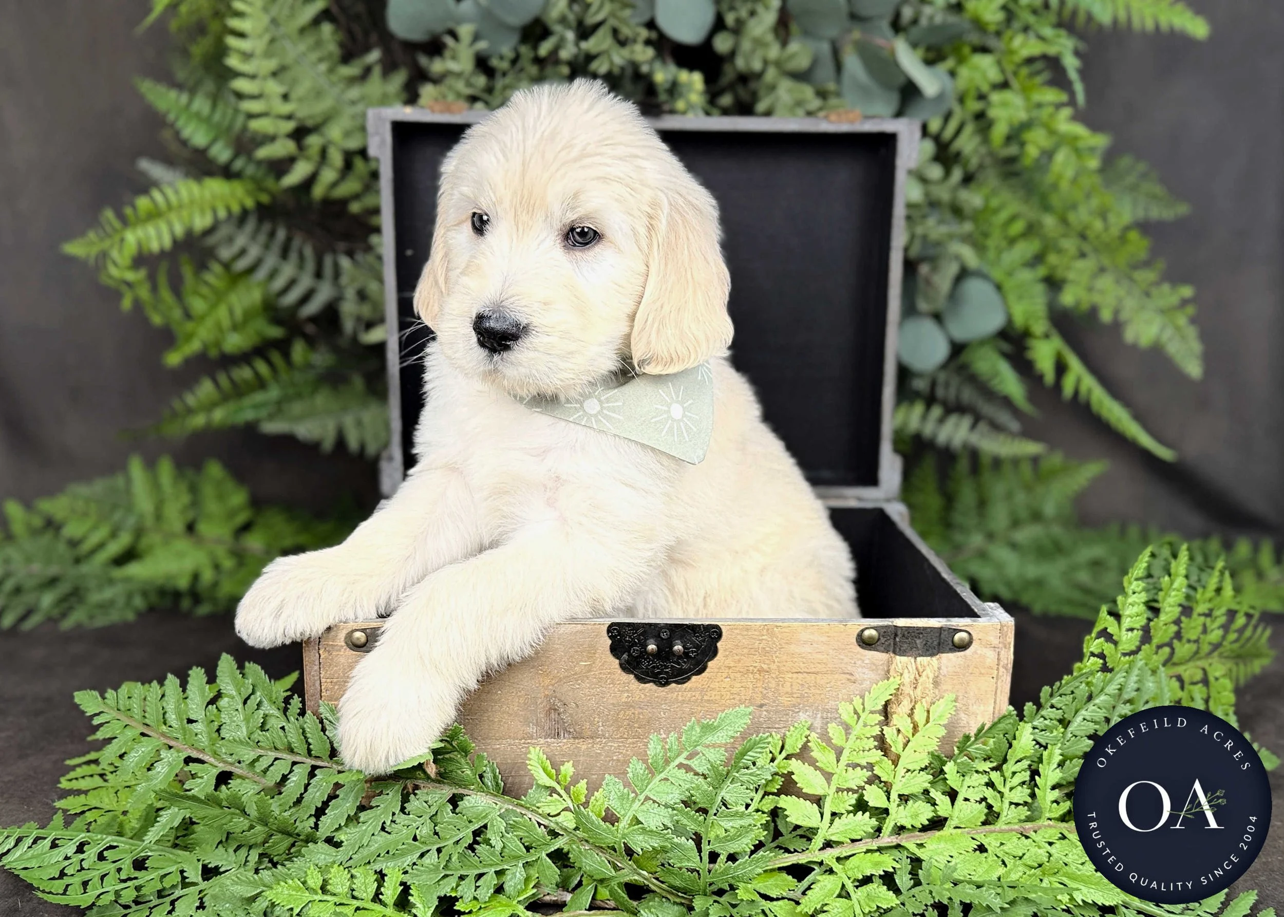 Cream-Kramer-Kendra-Lincoln-F1-Standard-English-Teddy-Bear-Goldendoodle-Puppies-For-Sale-Okefeild-Acres-Missouri-8.jpg