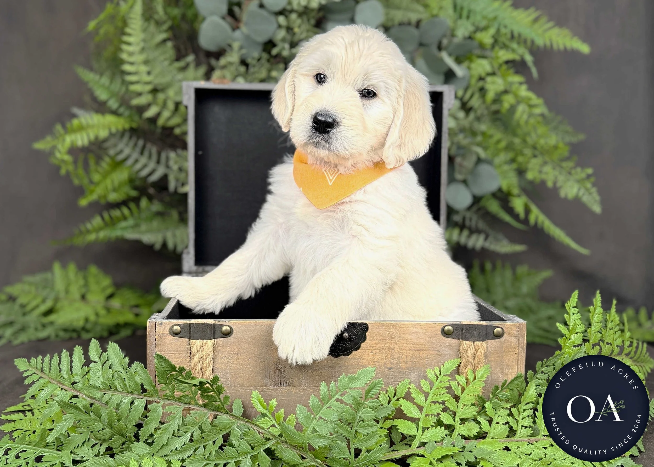 Cream-Kolby-Kendra-Lincoln-F1-Standard-English-Teddy-Bear-Goldendoodle-Puppies-For-Sale-Okefeild-Acres-Missouri-4.jpg