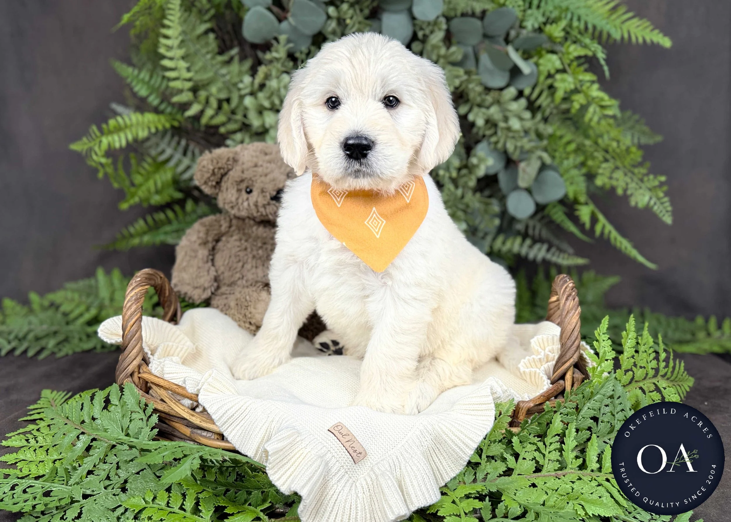 Cream-Kolby-Kendra-Lincoln-F1-Standard-English-Teddy-Bear-Goldendoodle-Puppies-For-Sale-Okefeild-Acres-Missouri-5.jpg