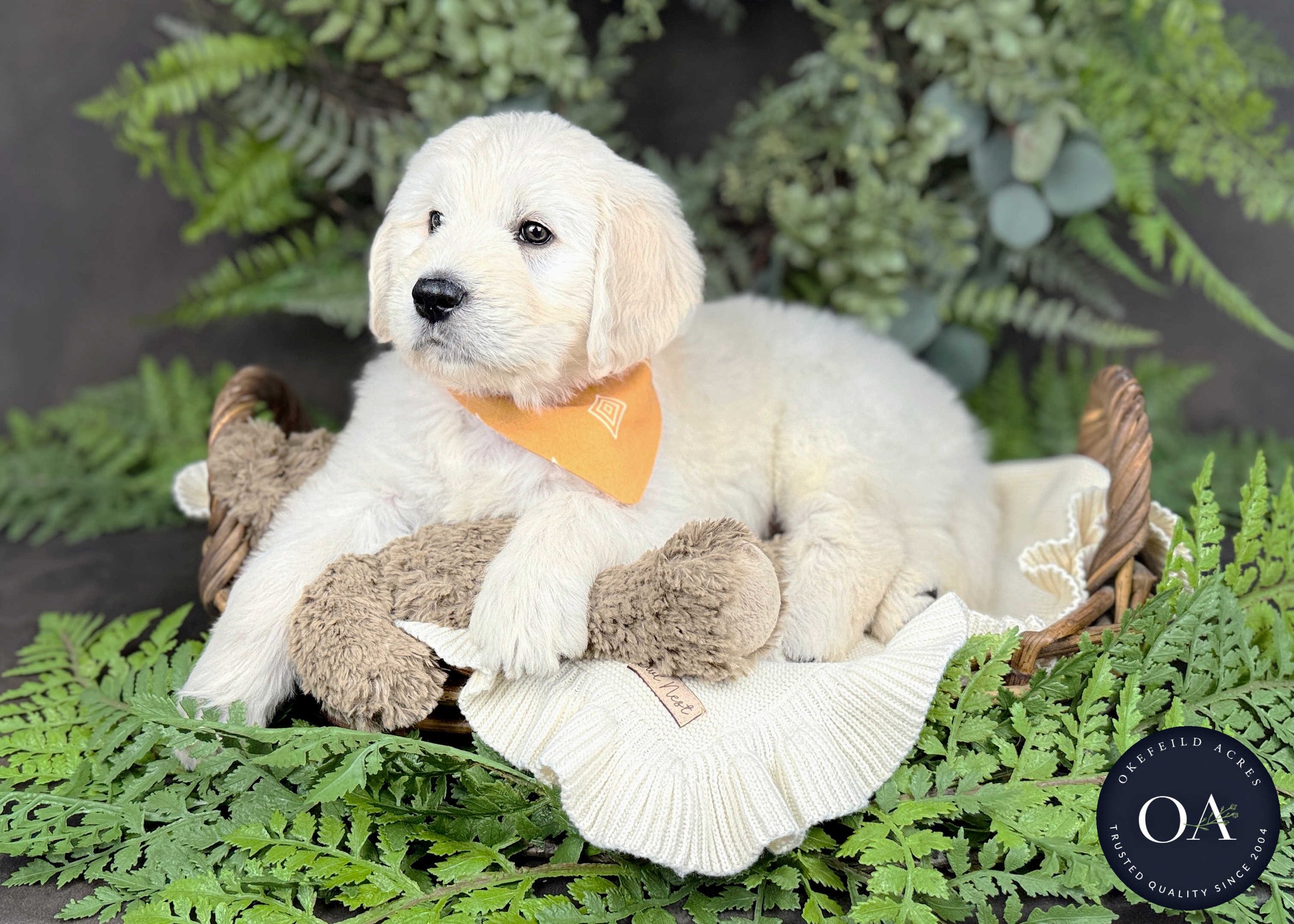 Cream-Kolby-Kendra-Lincoln-F1-Standard-English-Teddy-Bear-Goldendoodle-Puppies-For-Sale-Okefeild-Acres-Missouri-6.jpg