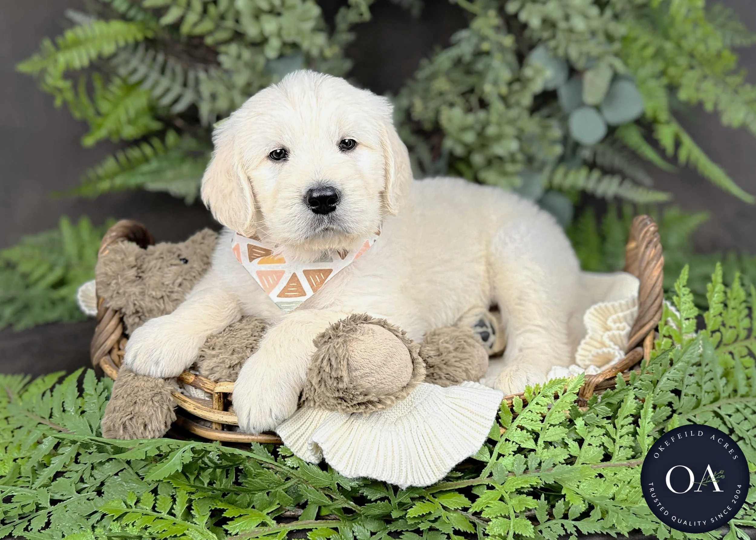 Cream-Keaton-Kendra-Lincoln-F1-Standard-English-Teddy-Bear-Goldendoodle-Puppies-For-Sale-Okefeild-Acres-Missouri-6.jpg