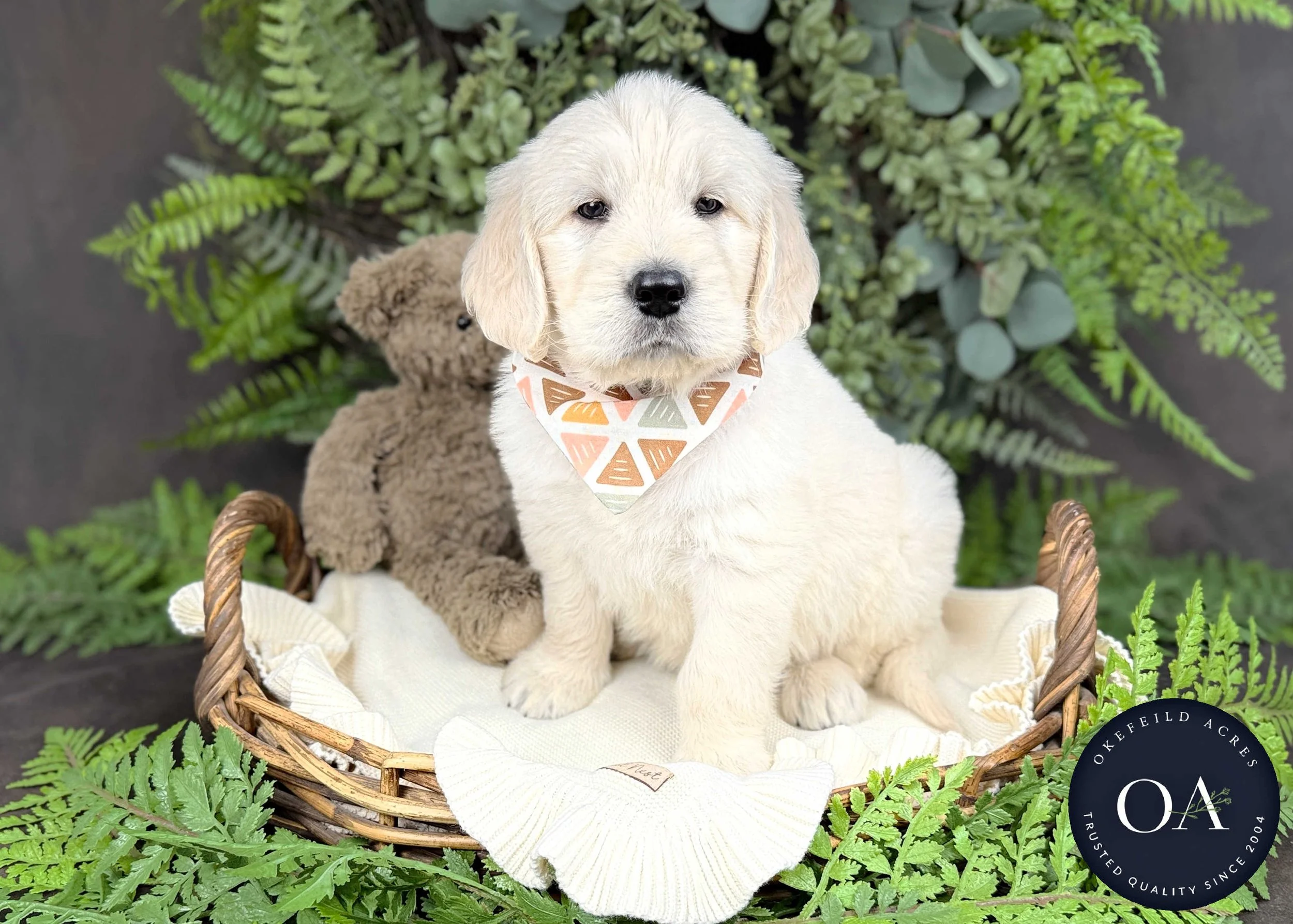 Cream-Keaton-Kendra-Lincoln-F1-Standard-English-Teddy-Bear-Goldendoodle-Puppies-For-Sale-Okefeild-Acres-Missouri-5.jpg